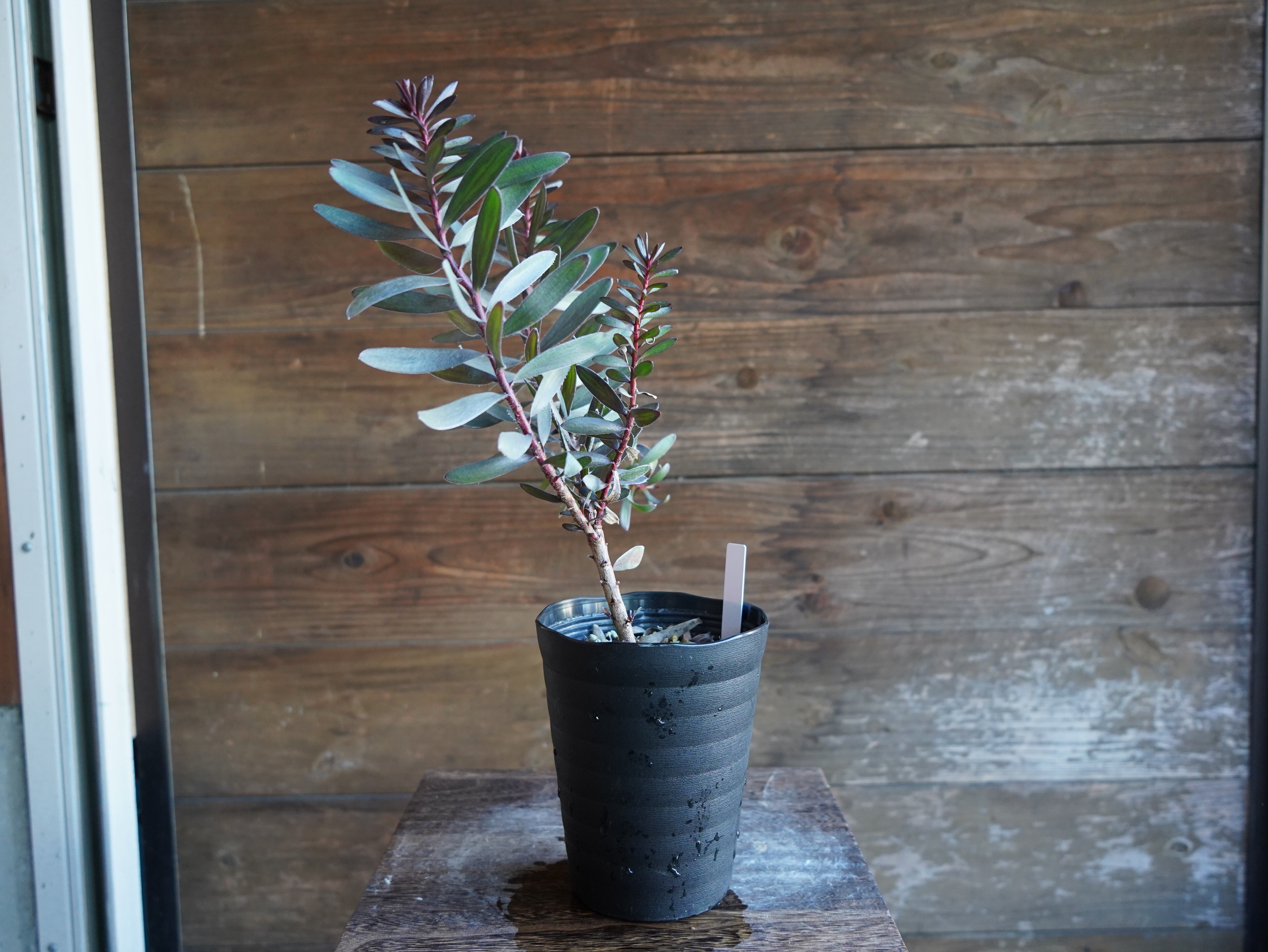 【現物】リューカデンドロン　”エボニー”　C