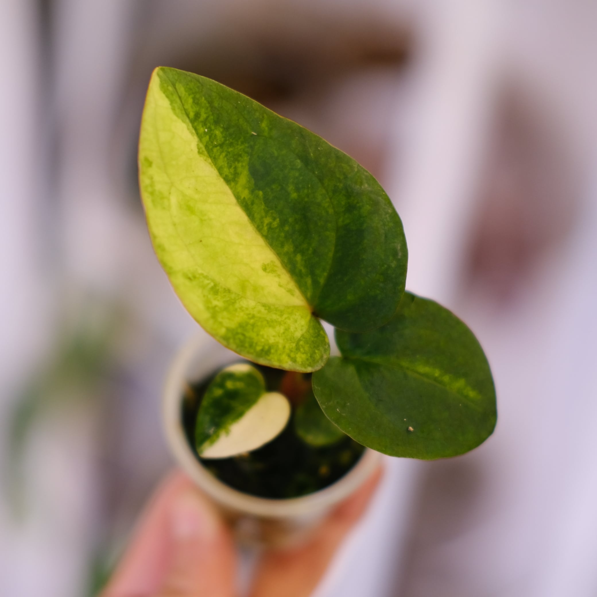 Anthurium BVEP Scott × BVEP Tezula｜実生・アンスリウム｜観葉植物