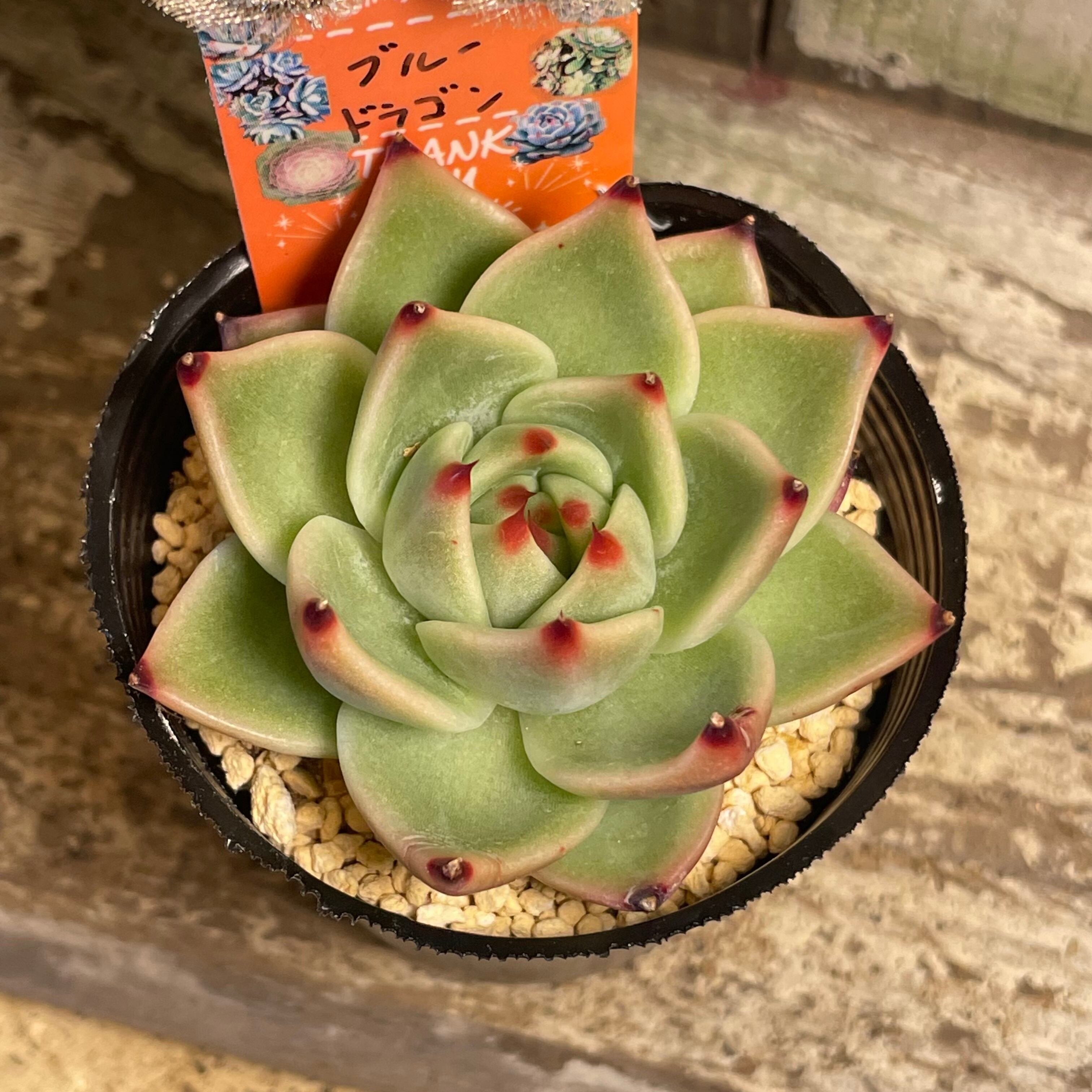 割引 多肉植物ブルードラゴン♡葉挿し② 多肉植物ブルードラゴン♡葉挿し②