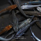 MIXメダカ 10匹 thumbnail 1