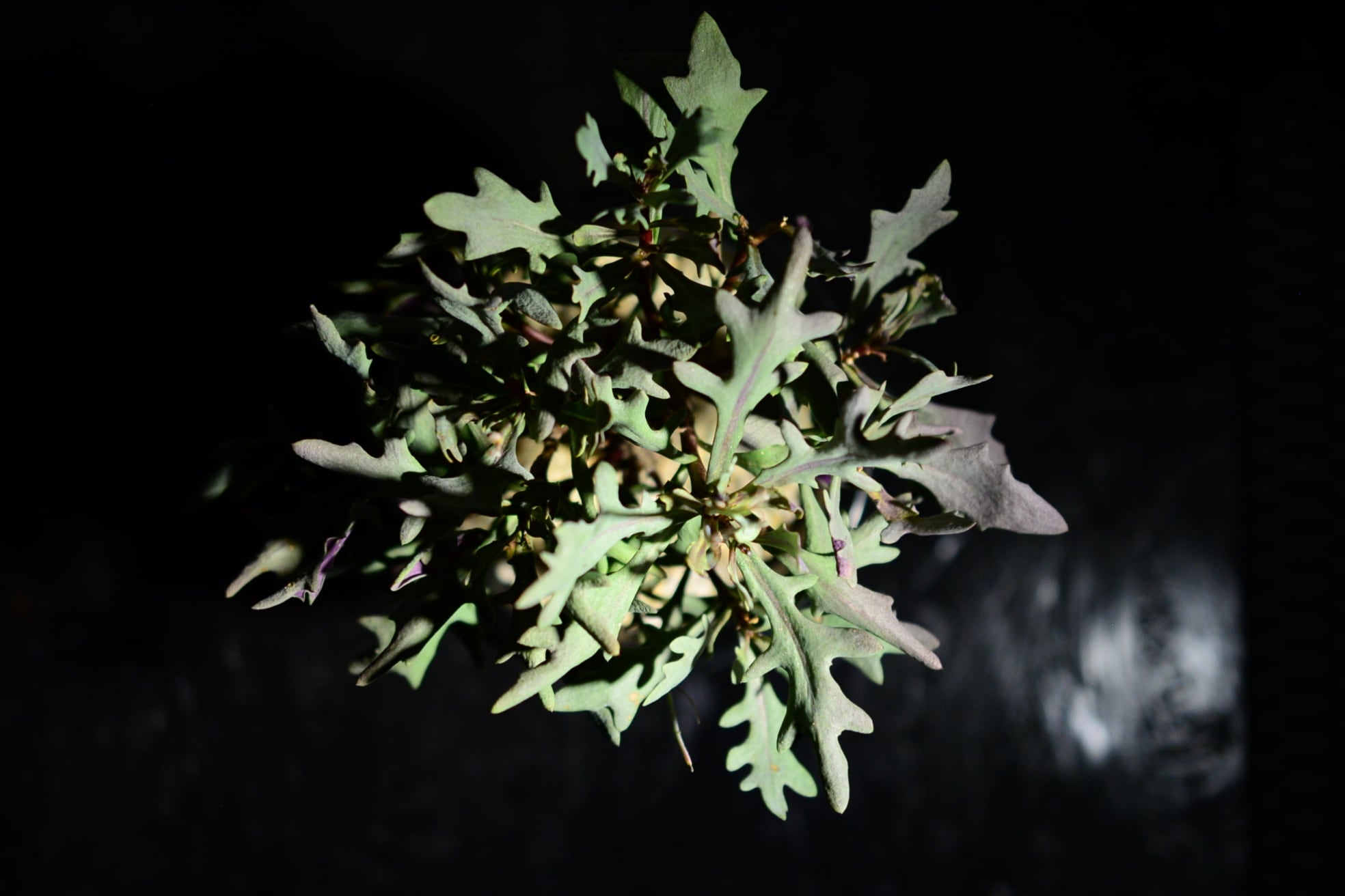 オトンナ ロバタ | N collect plants