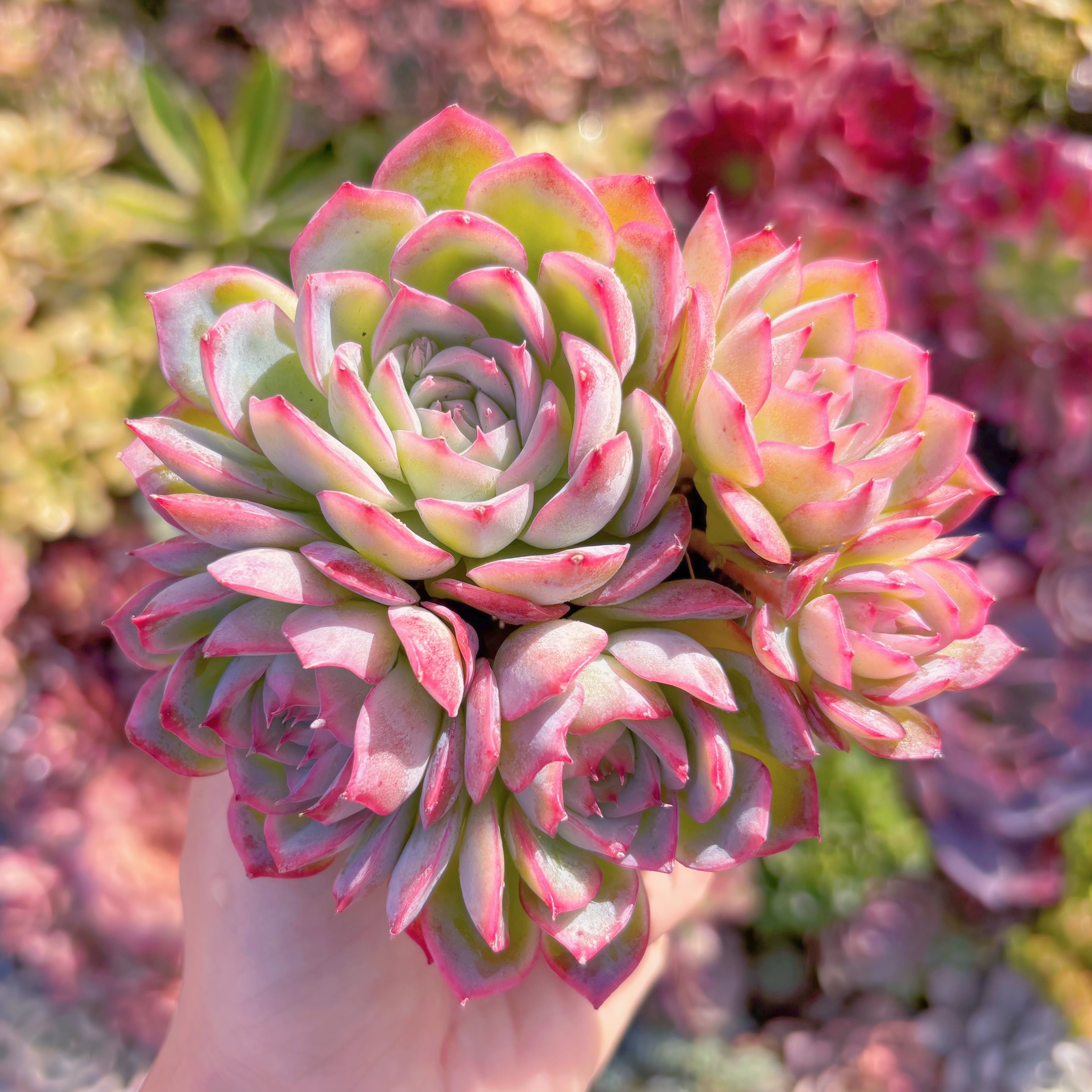 多肉植物　シルエット　群生　新入荷　るる農園