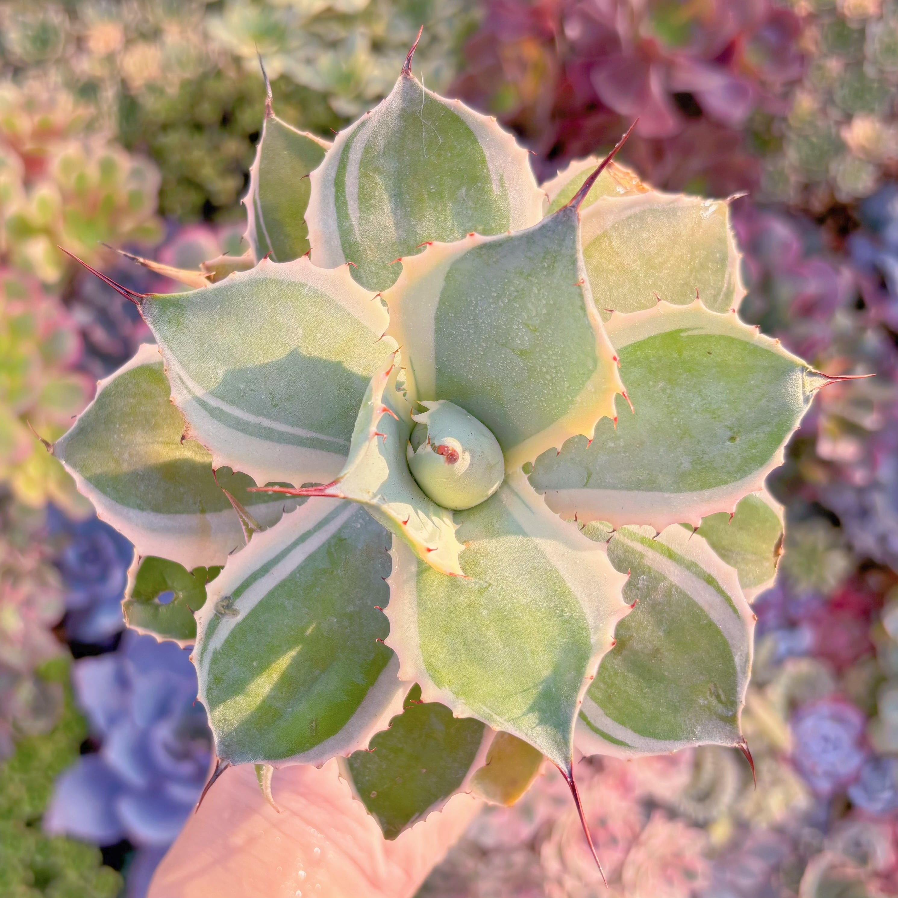 多肉植物　オリザバ錦　大苗　新入荷　るる農園