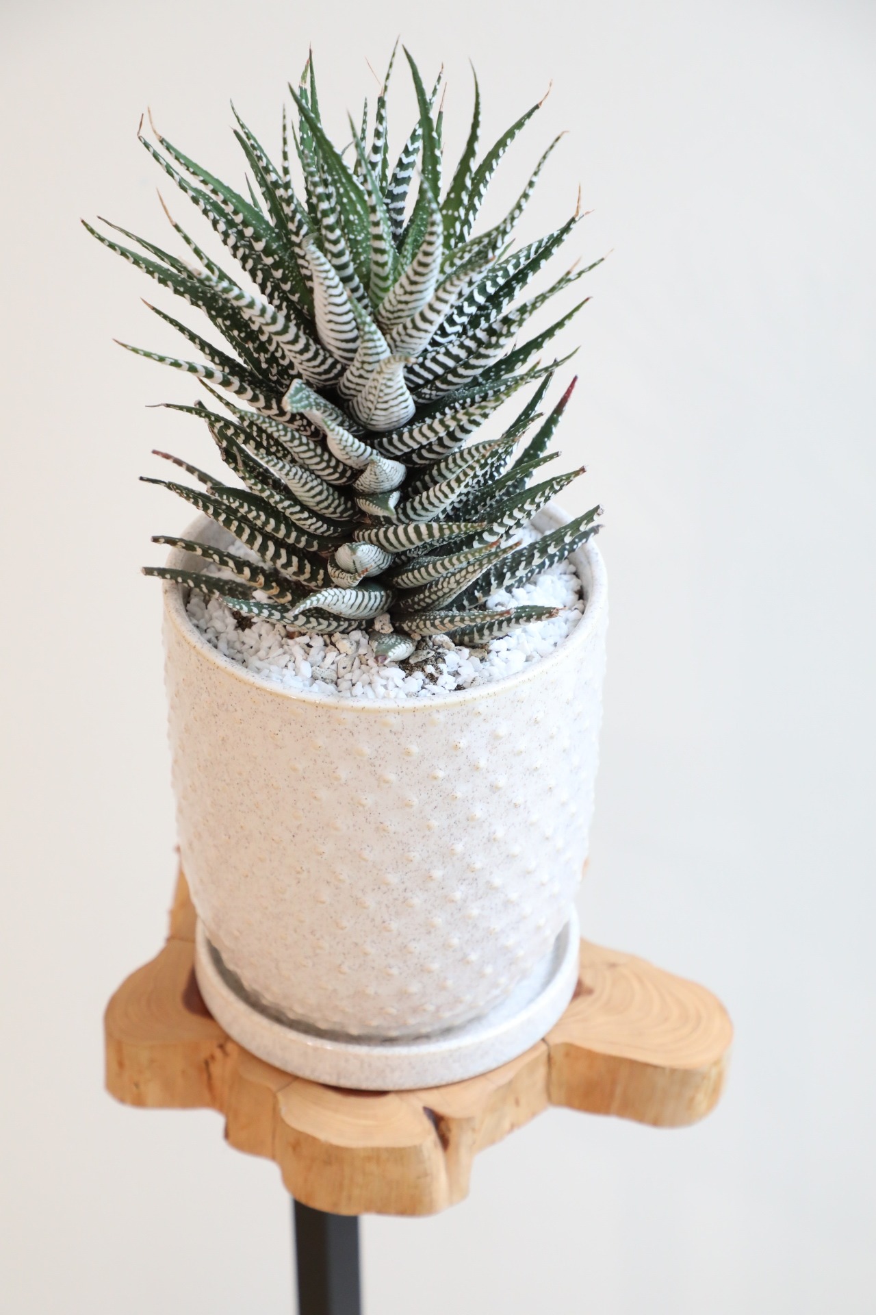 【M】ハオルチア 十二の巻 ワイドバンド/Haworthia fasciata Wideband　※陶器鉢付き