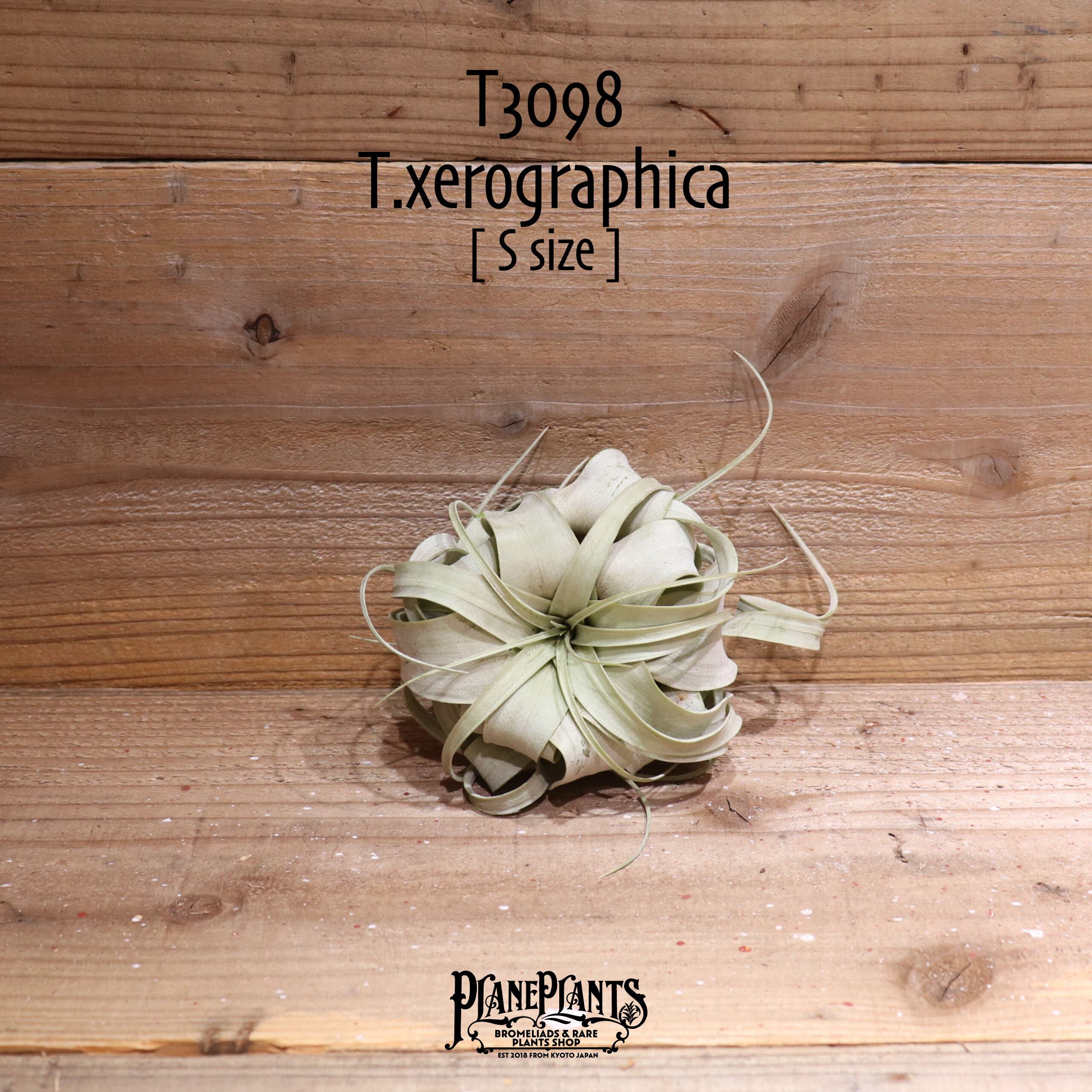 【送料無料】キセログラフィカ S〔エアプランツ〕現品発送T3098