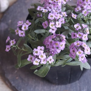 アリッサム　大人っぽいラベンダー色　｜寄せ植えをふんわり彩る小花　