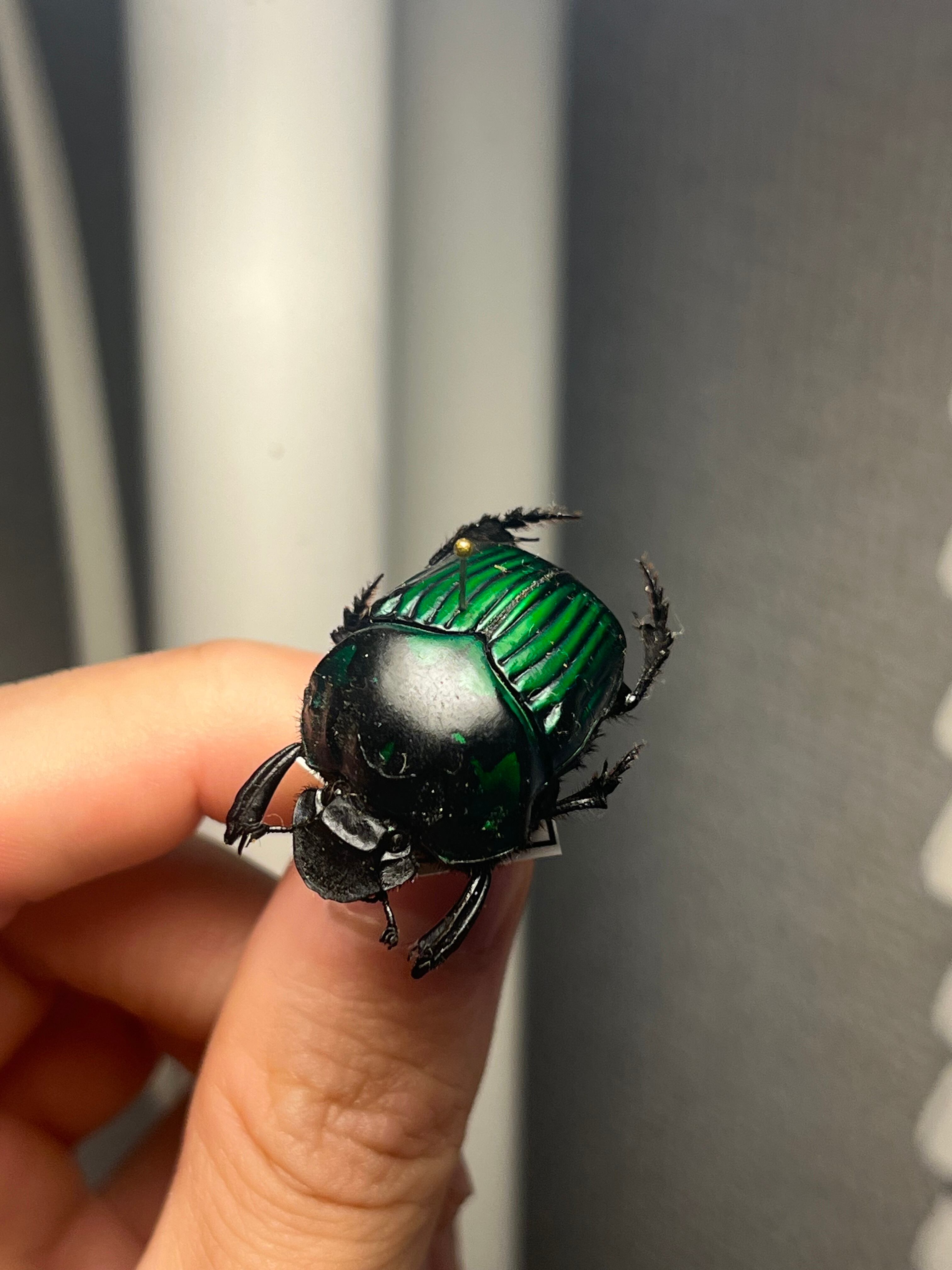 27mm♀】ミドリツヤダイコクコガネ フンチュウ糞虫昆虫標本甲虫