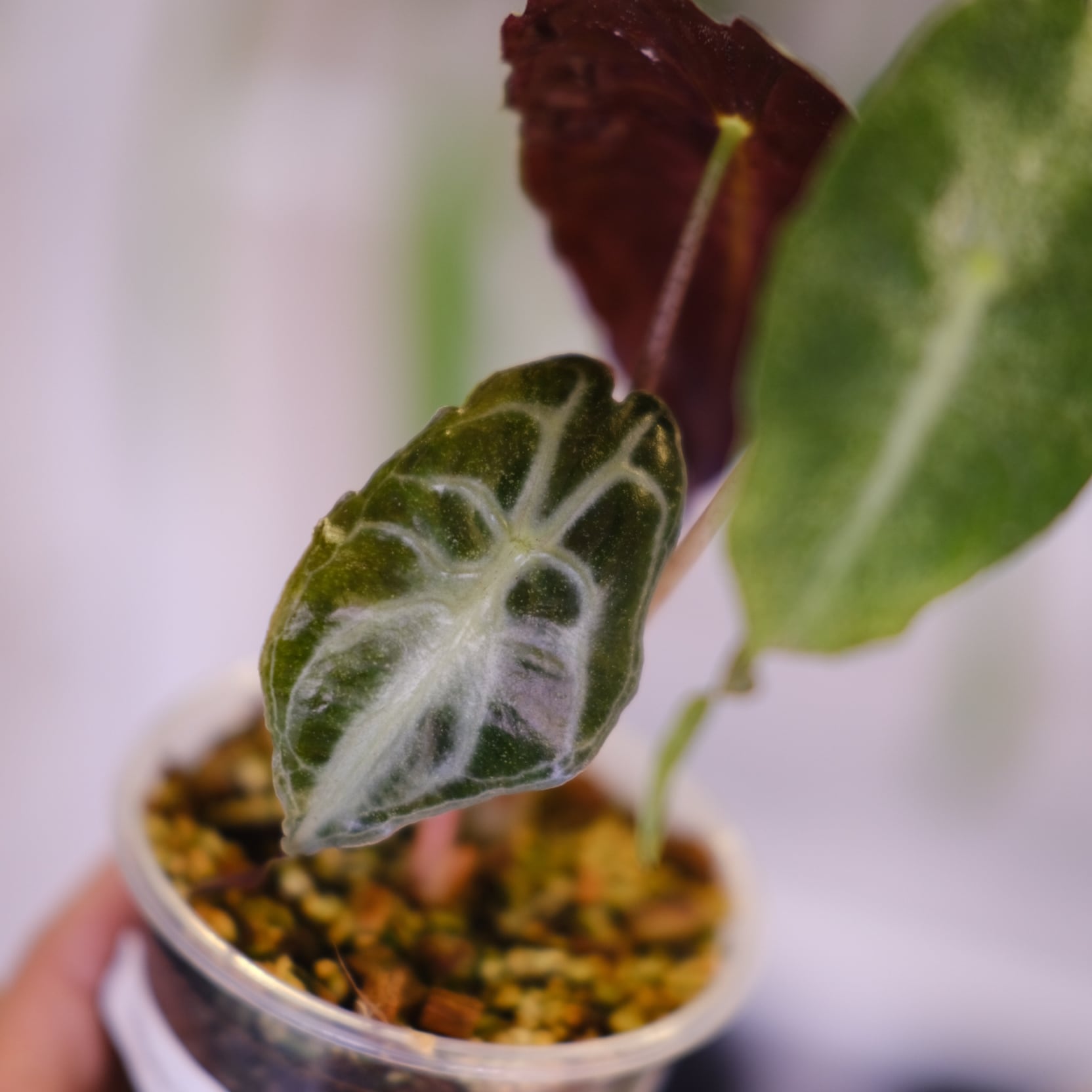 子株付き】Alocasia 'Venom'│アロカシア・ヴェノム│観葉植物