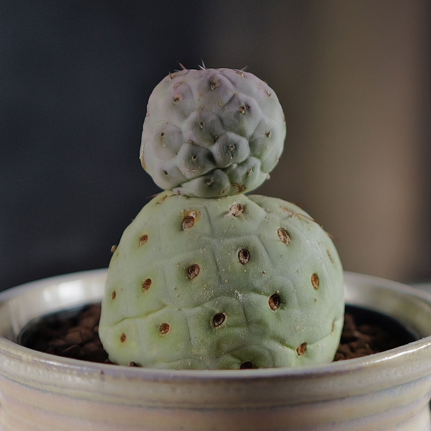 約5.5cm 超大球 2球 テフロカクタス ゲオメトリクス