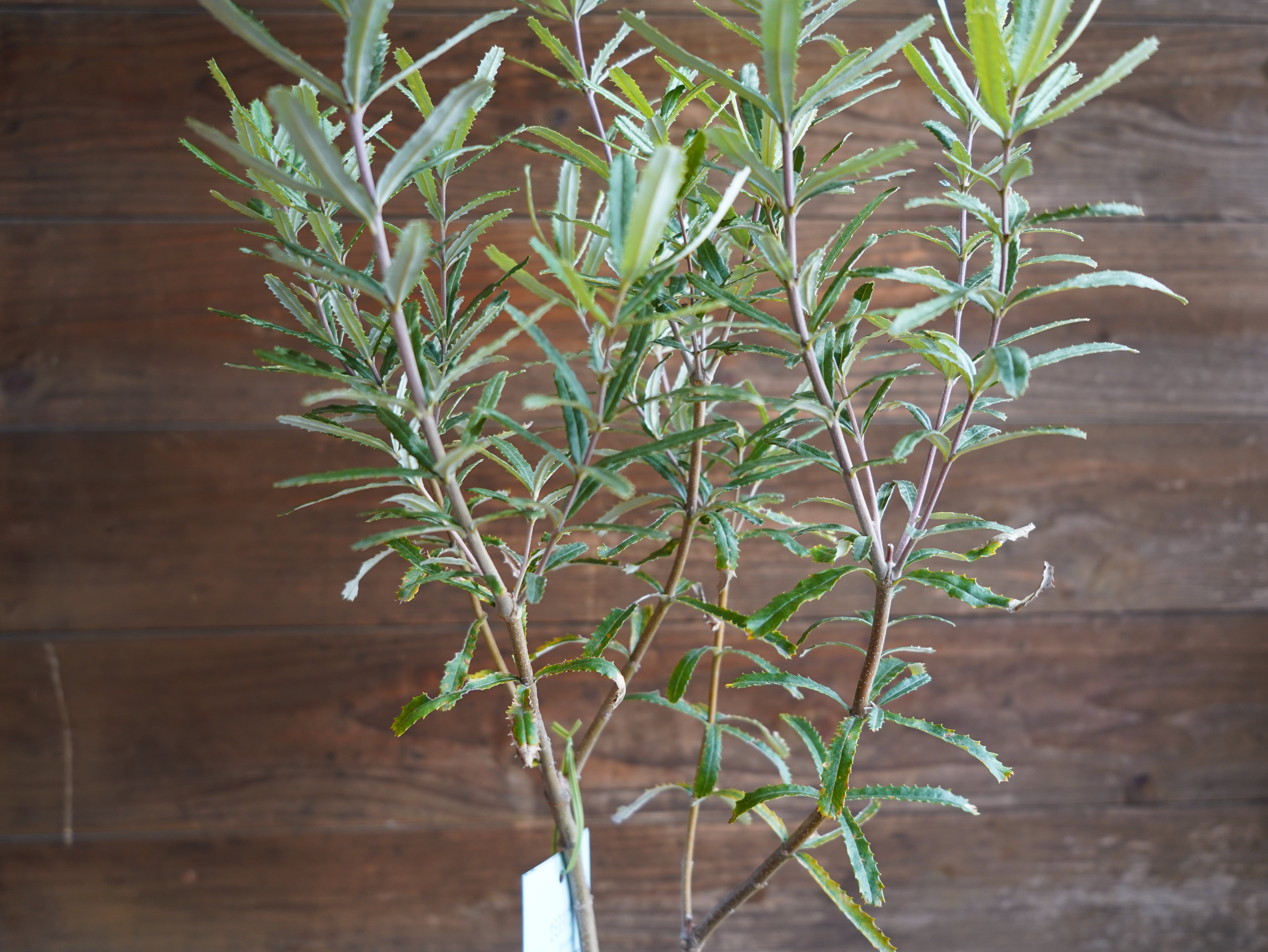 【現物】バンクシア　”セミヌダ”　A