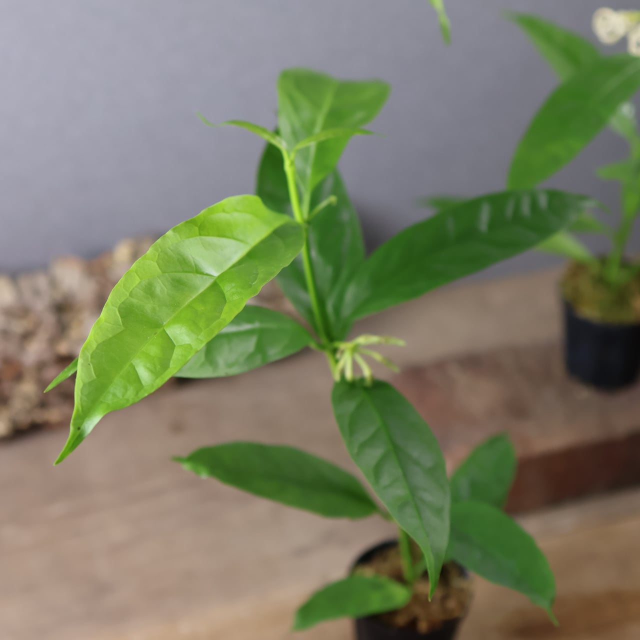 600『ホヤ デシプラエ』花苗【送料無料】 | MARX PLANTS | 観葉植物