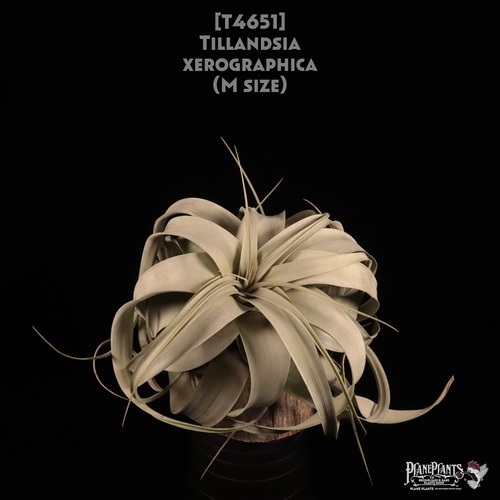 【送料無料】xerographica M〔エアプランツ〕現品発送T4651