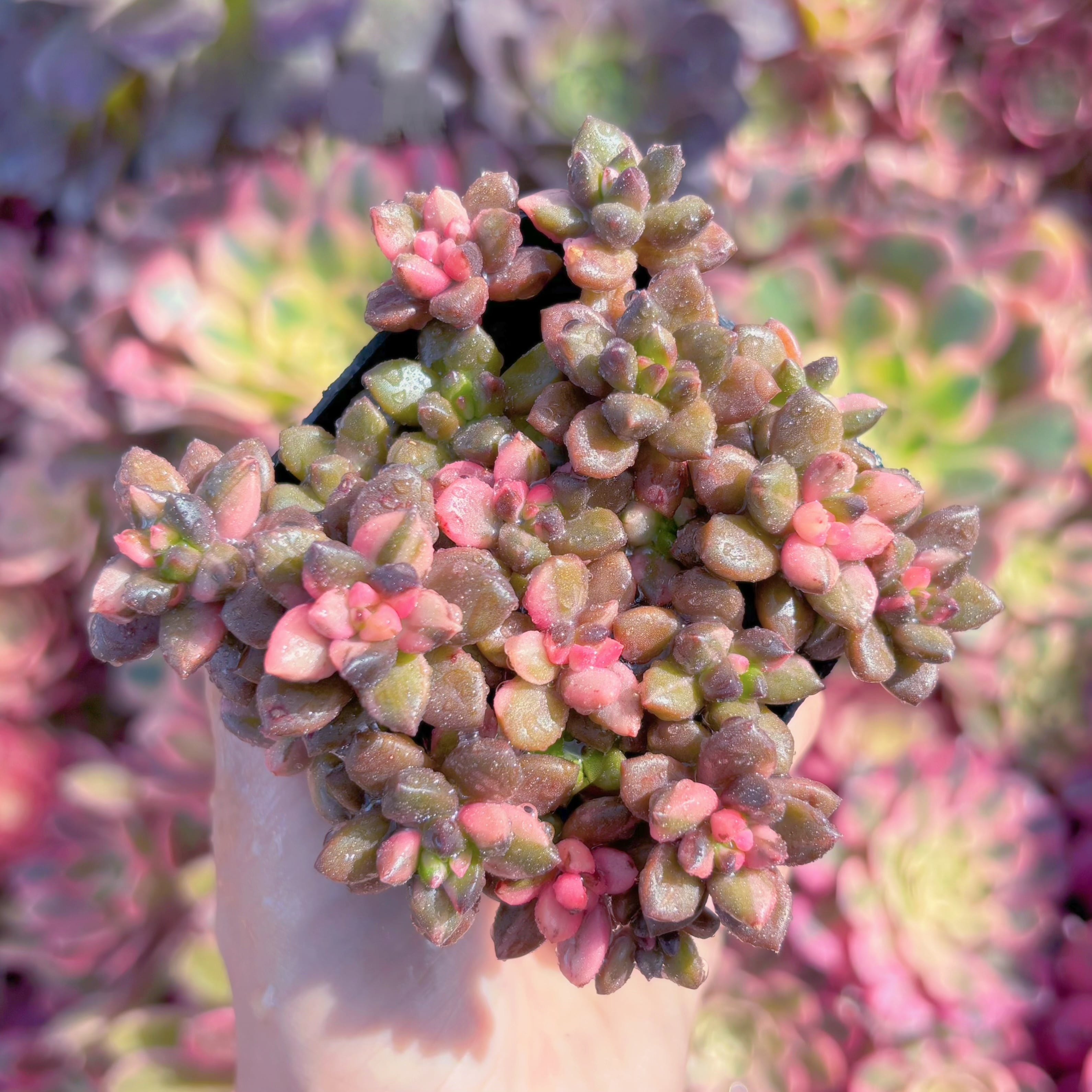 現品　黒美人錦#K024　新入荷　るる農園