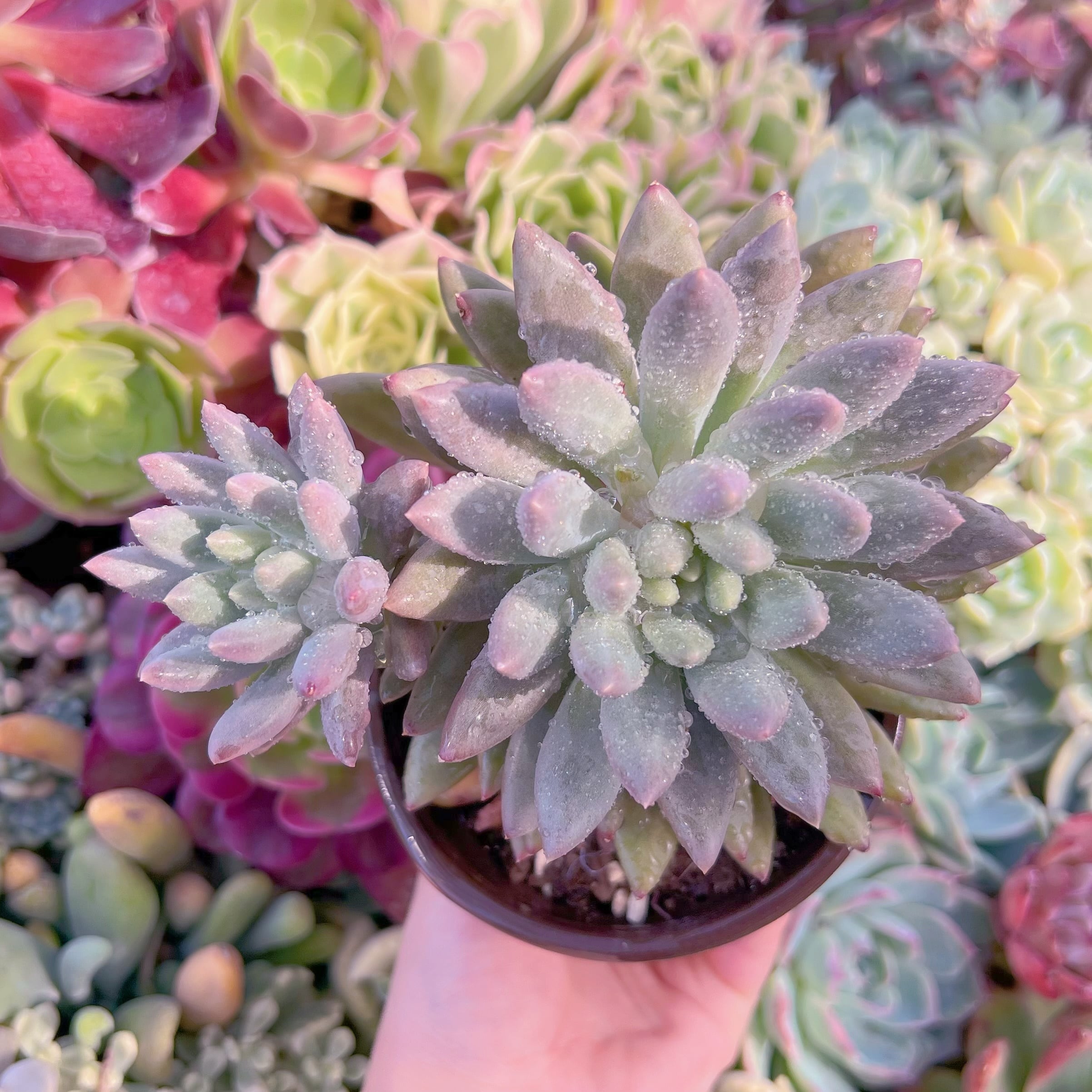 現品　レッドドラゴンフライ#628  大苗　るる農園