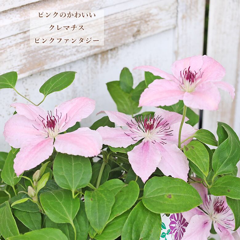 1点物 鉢花 クレマチス ピンクファンタジー 5号支柱仕立て つる性