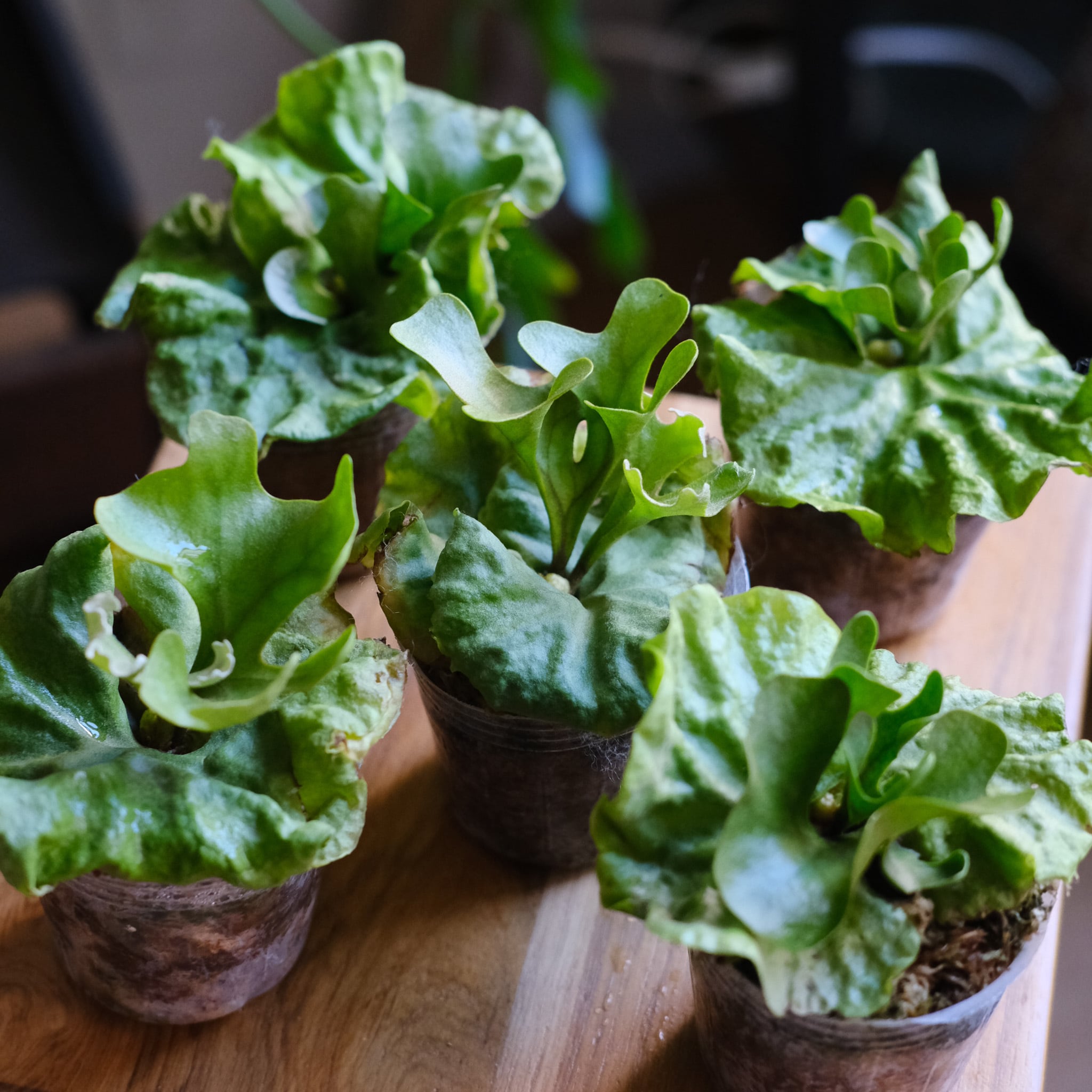 SELECT STOCK> Alocasia 'Holy Grail'|アロカシア・ホーリーグレイル SELECT STOCK> Alocasia 'Holy Grail'|アロカシア・ホーリーグレイル