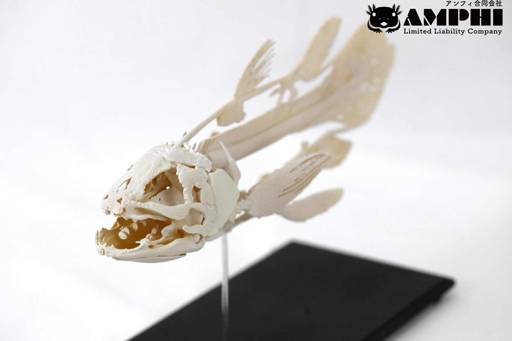 シーラカンス（Latimeria chalumnae）縮小全身骨格レプリカ 1/4