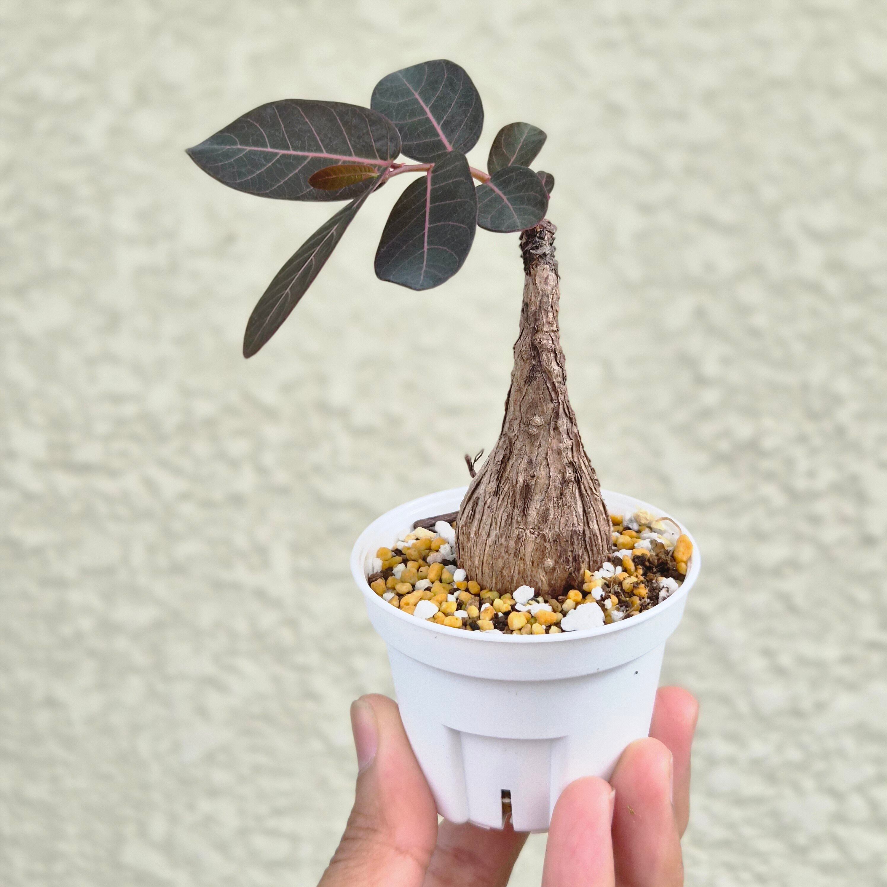 ⑯Sサイズ〚フィランサス・ミラビリス〛Phyllanthus Mirabilis 塊根植物 コーデックス ポット発送