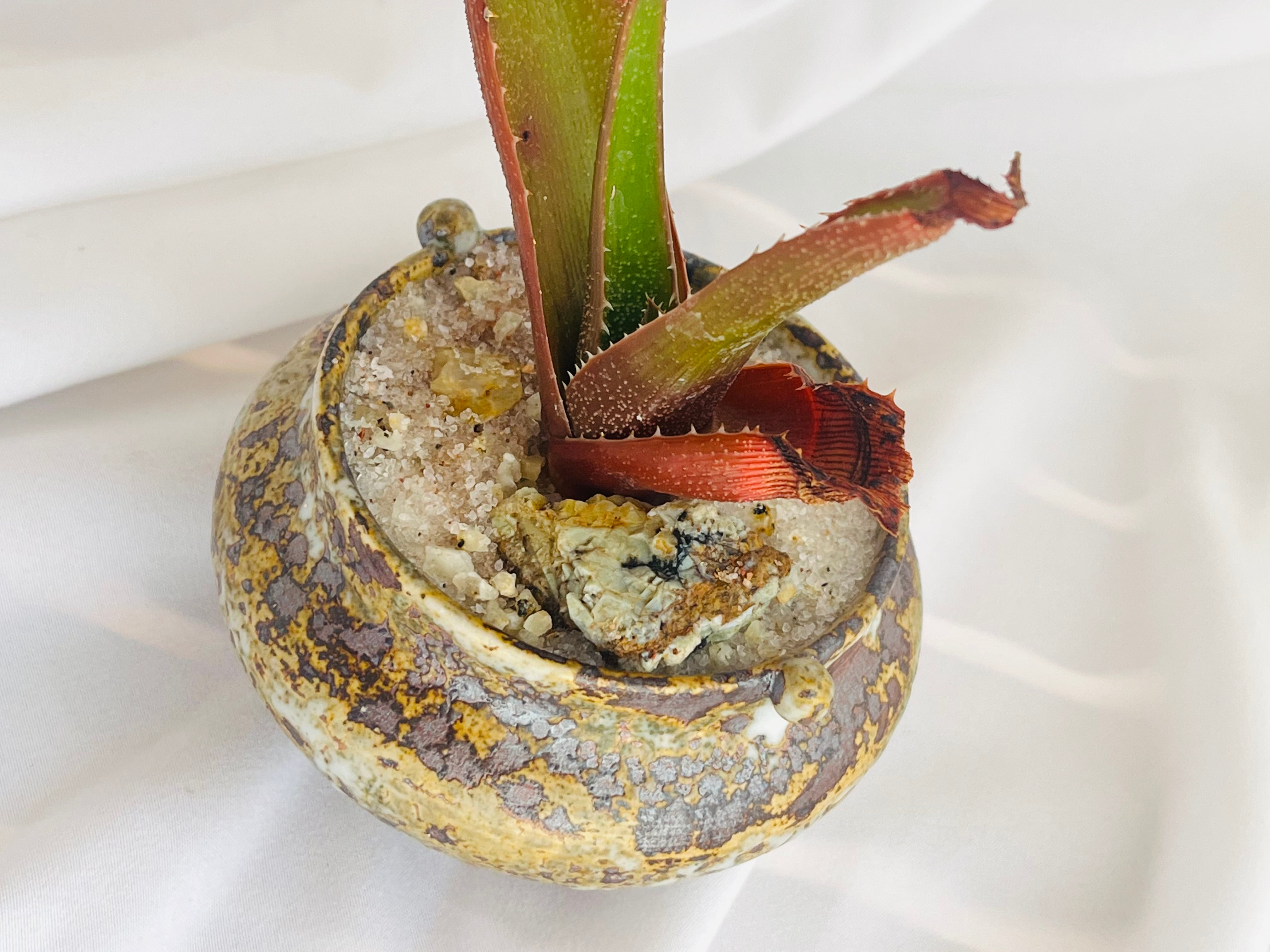 Aloe thorncroftii アロエ ソーンクロフティ 多肉植物 | plants MARU