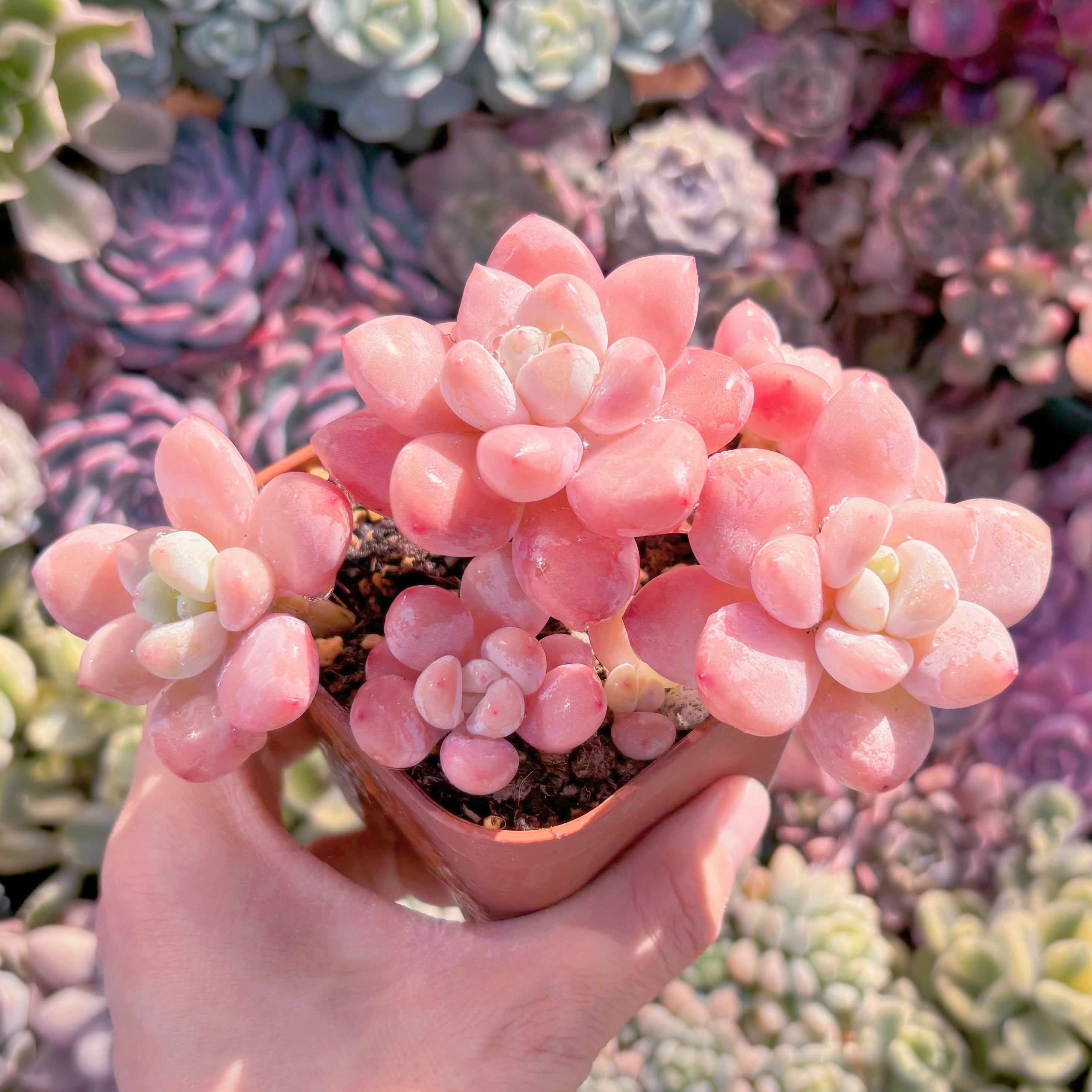 現品　マカロン#628　群生　新入荷　るる農園