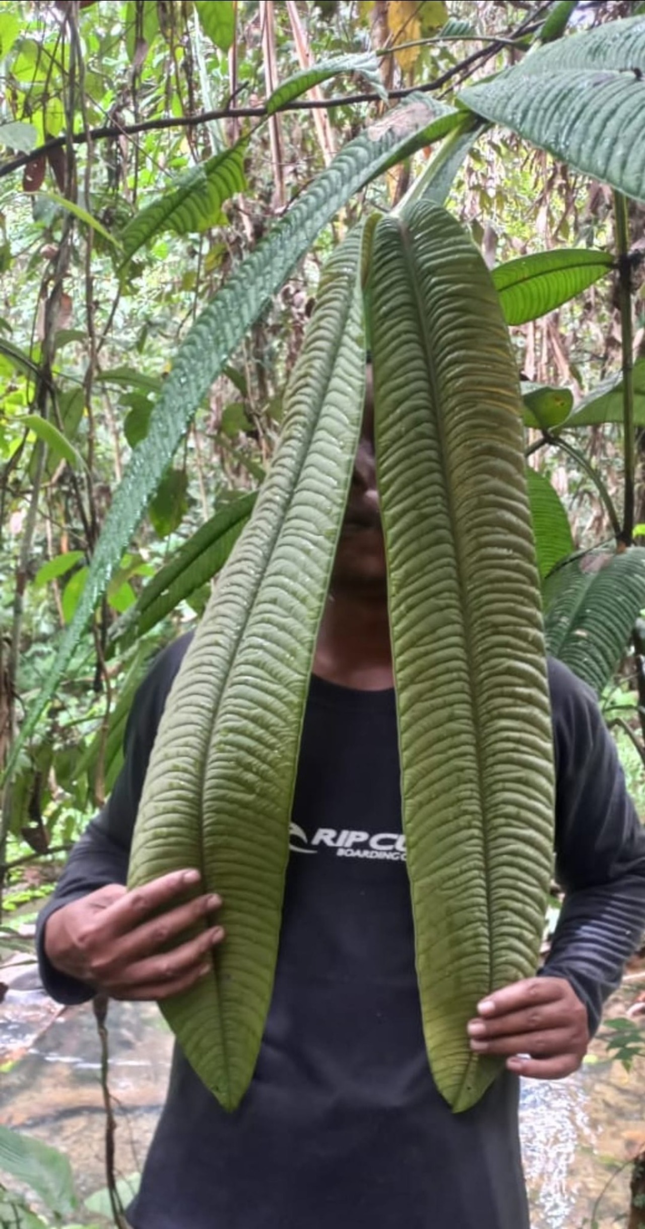 Syzygium jiewhoei｜シジギウム ジエホエイ｜希少フトモモ科植物