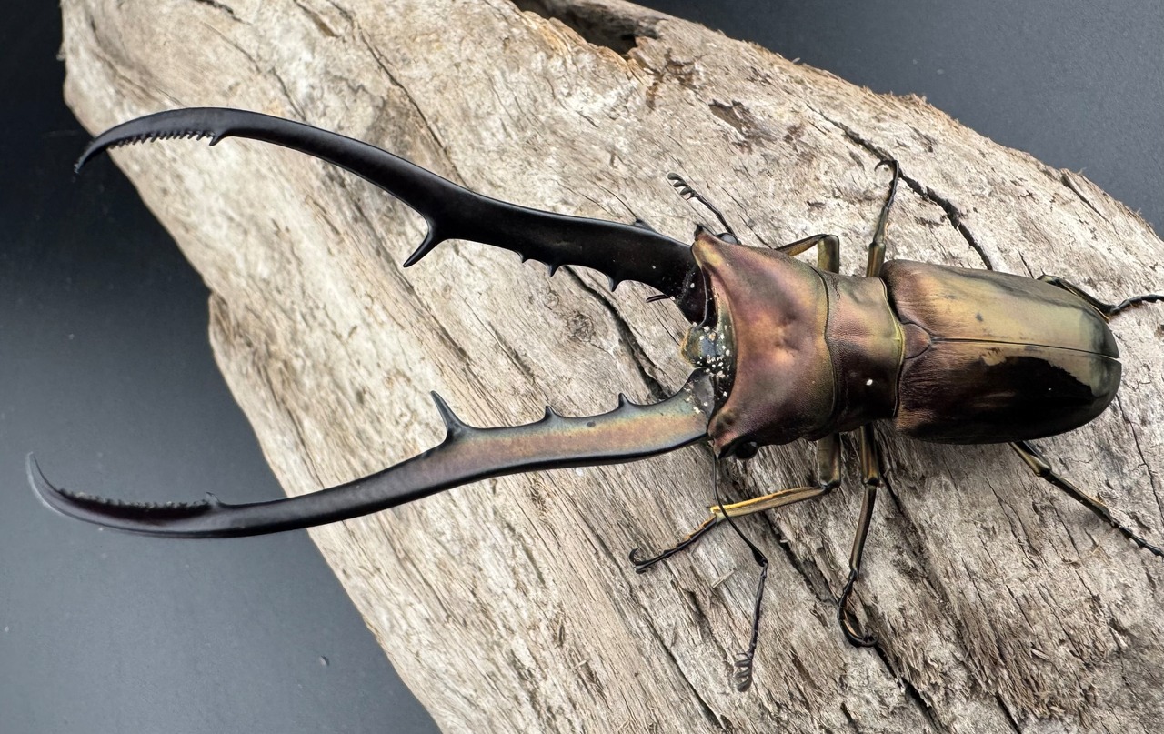 【WD】《メタリフェルホソアカ亜種finae 87mm ペア》