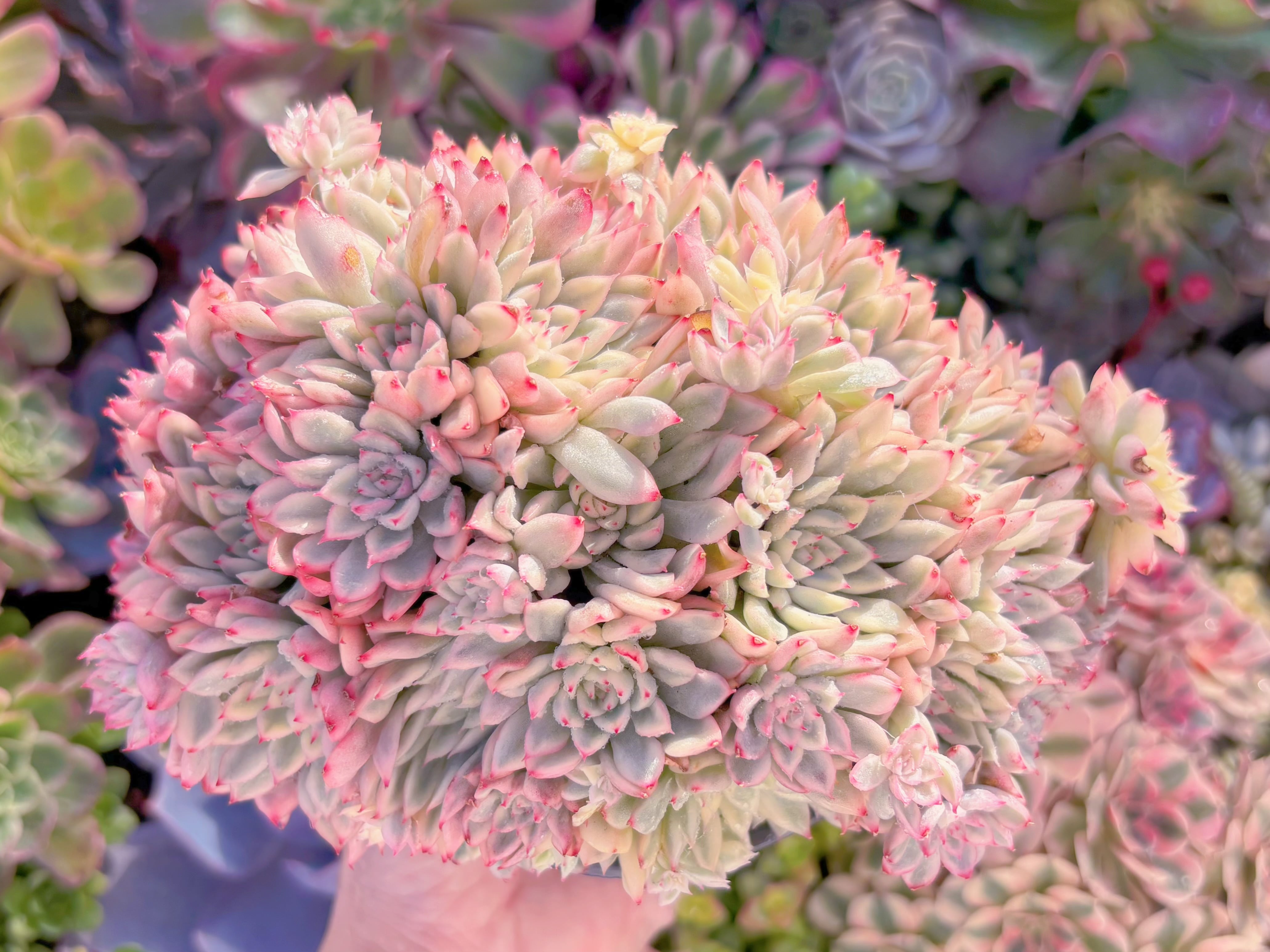 現品　女雛錦#K041　特大群生　るる農園