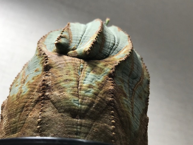 ユーフォルビア オベサ