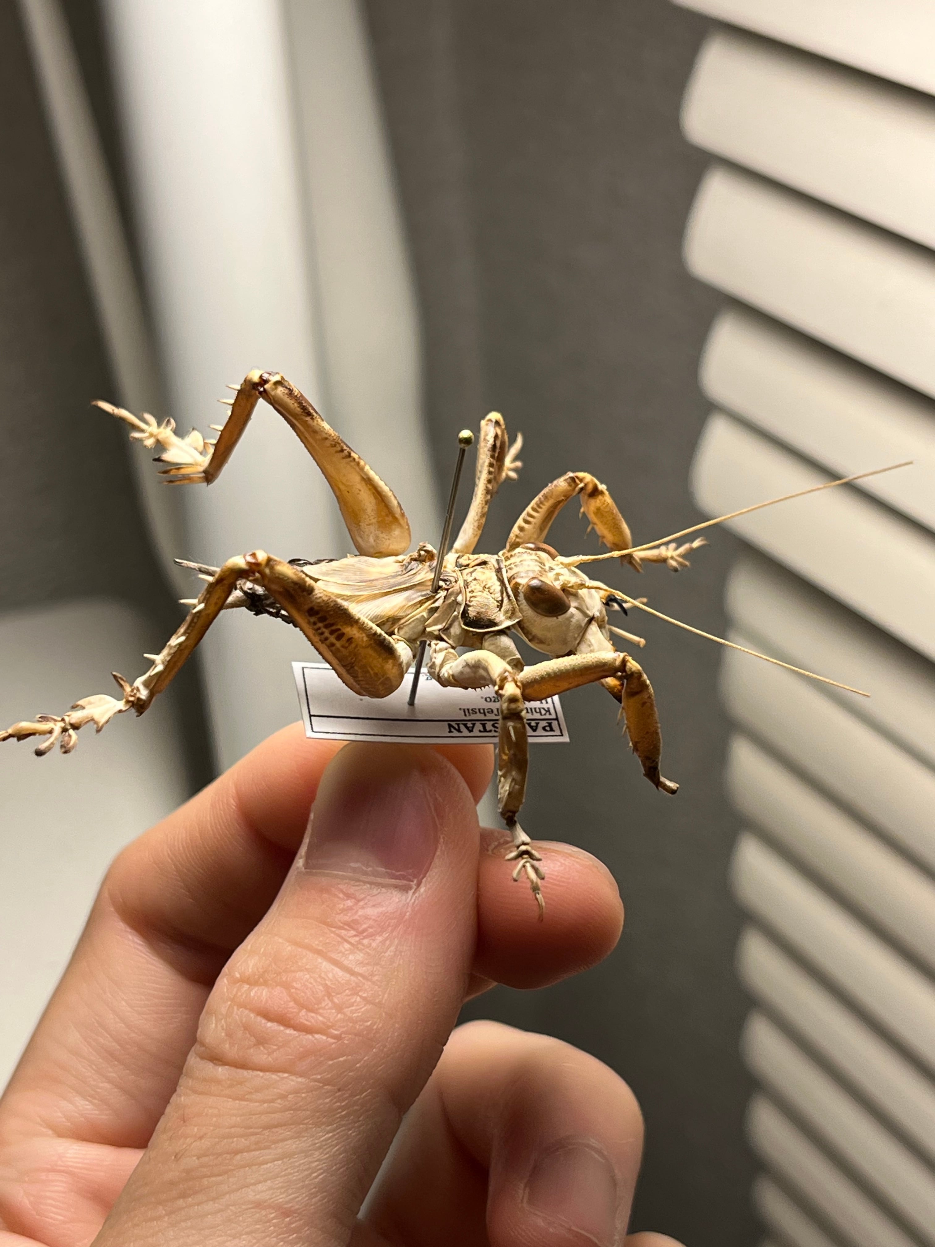 マキバネコロギス 昆虫標本バッタ キリギリスコロギスリオック直翅類