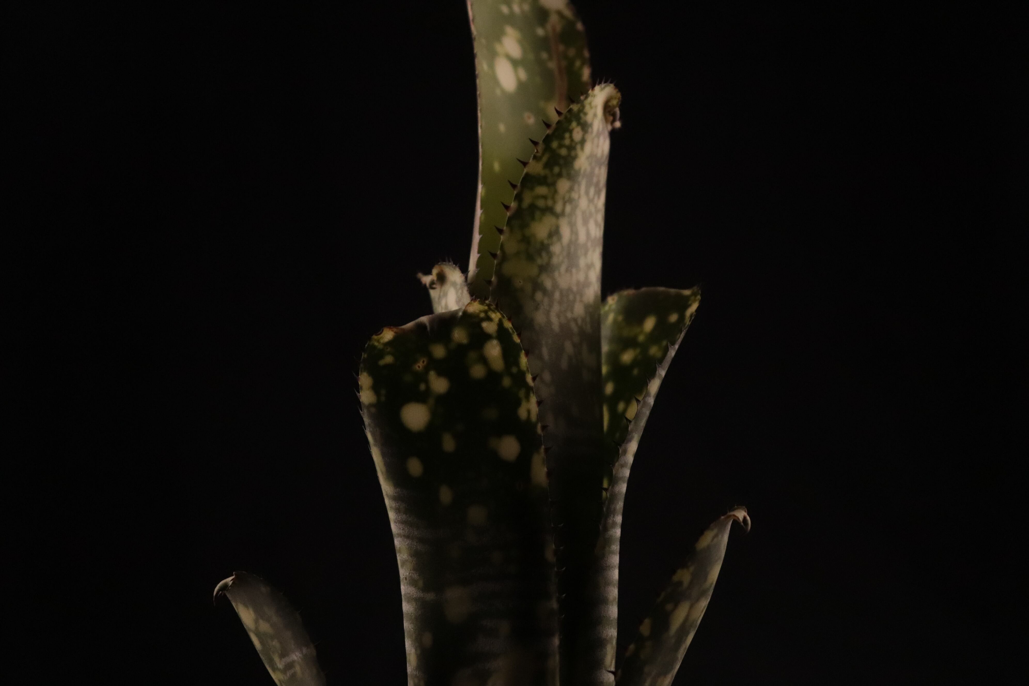 Billbergia 'Limestone'〔ビルベルギア〕現品発送B0289 Billbergia 'Limestone'〔ビルベルギア〕現品発送B0289 送料無料