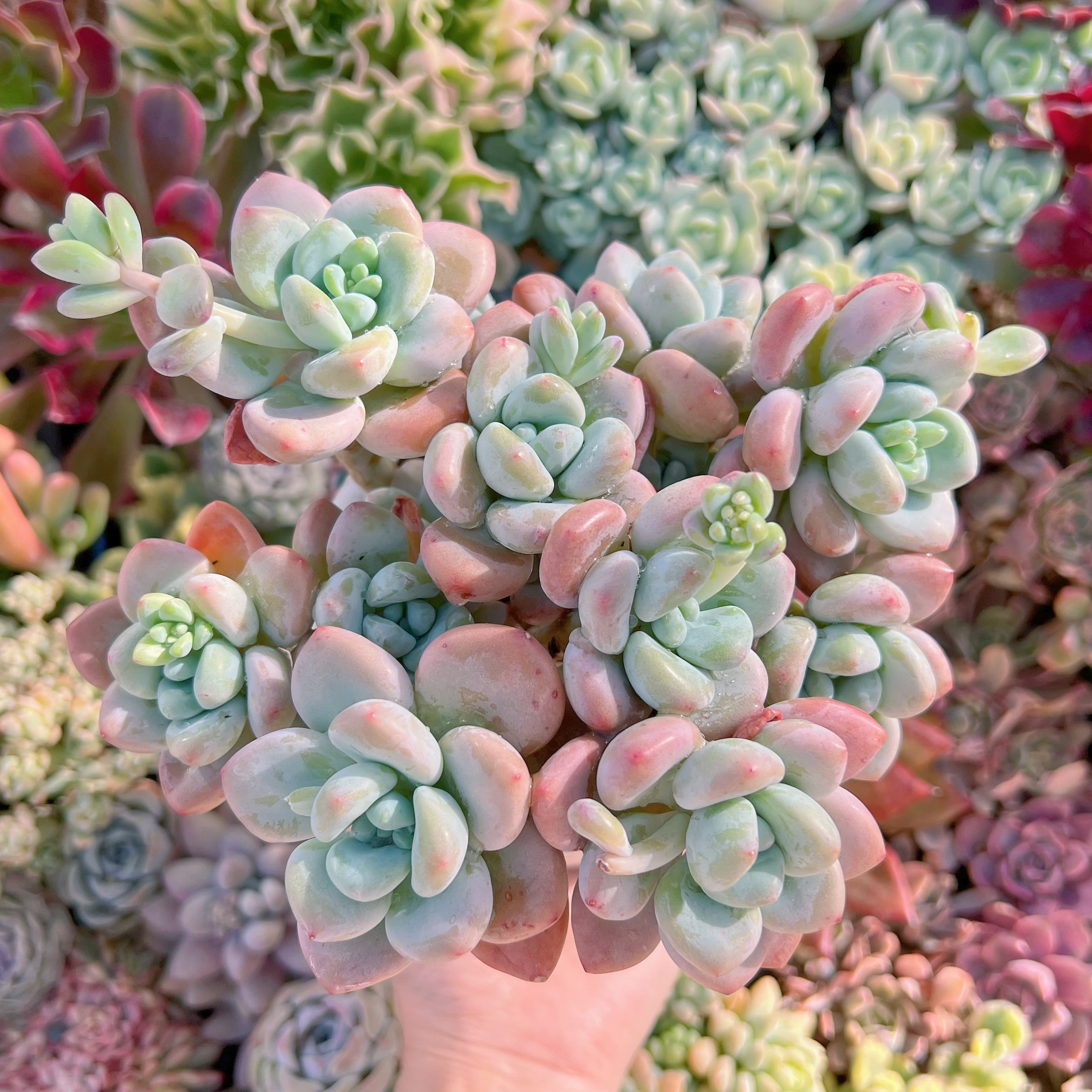 現品　マカロン#635　新入荷　るる農園