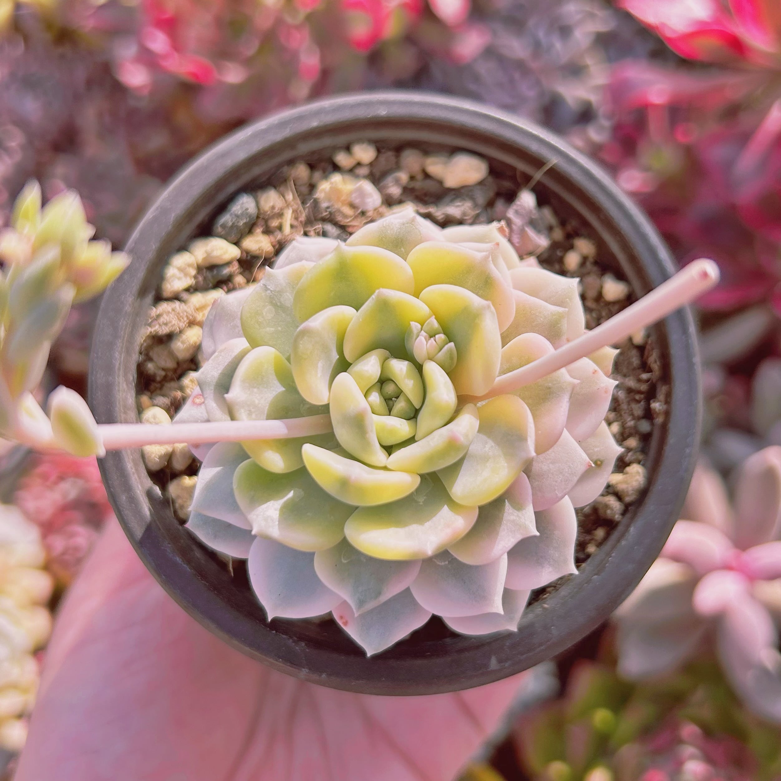 035現物 多肉植物 ベビードール錦 抜き苗 | るる農園~多肉植物専門