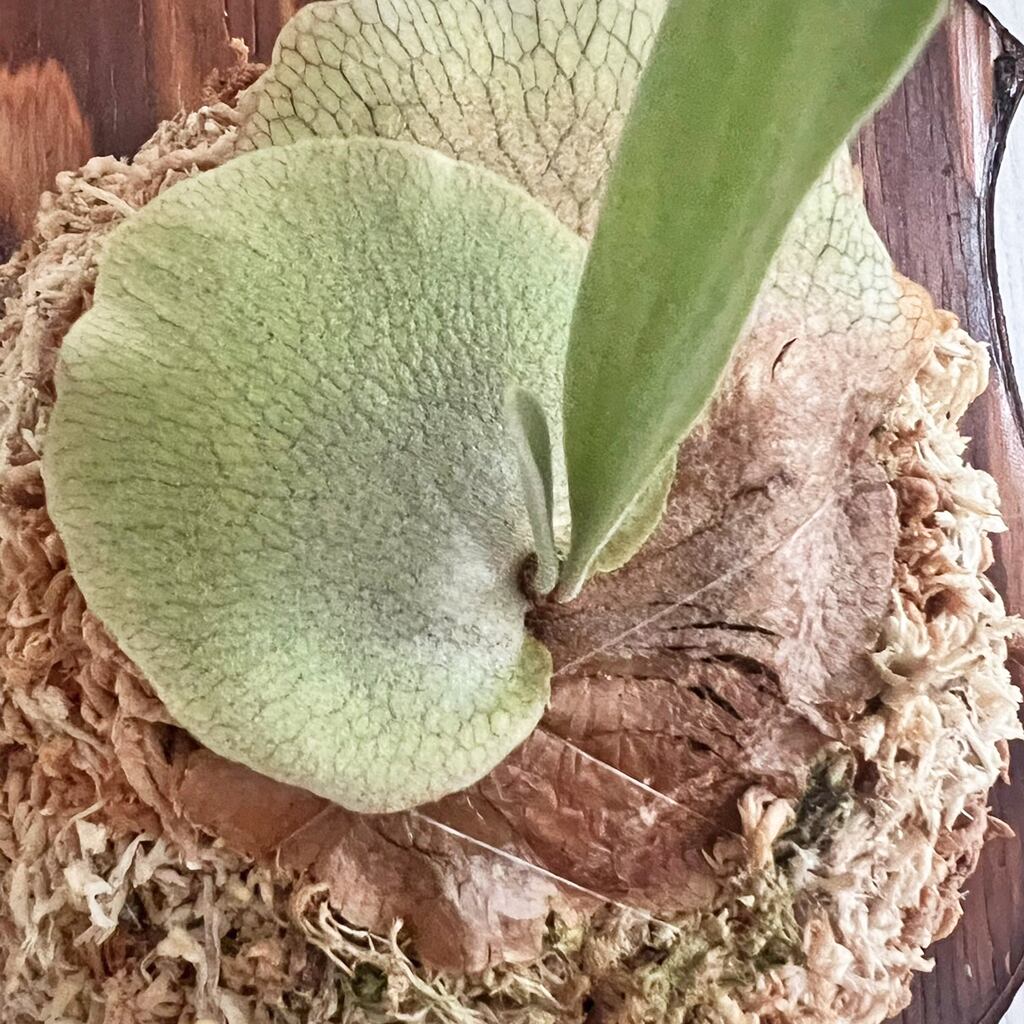 ビカクシダ 白ビフ 板付 【観葉植物 壁掛け コウモリラン】 | bikakuya