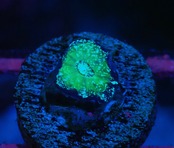 Scolymia Baby "Green" 7