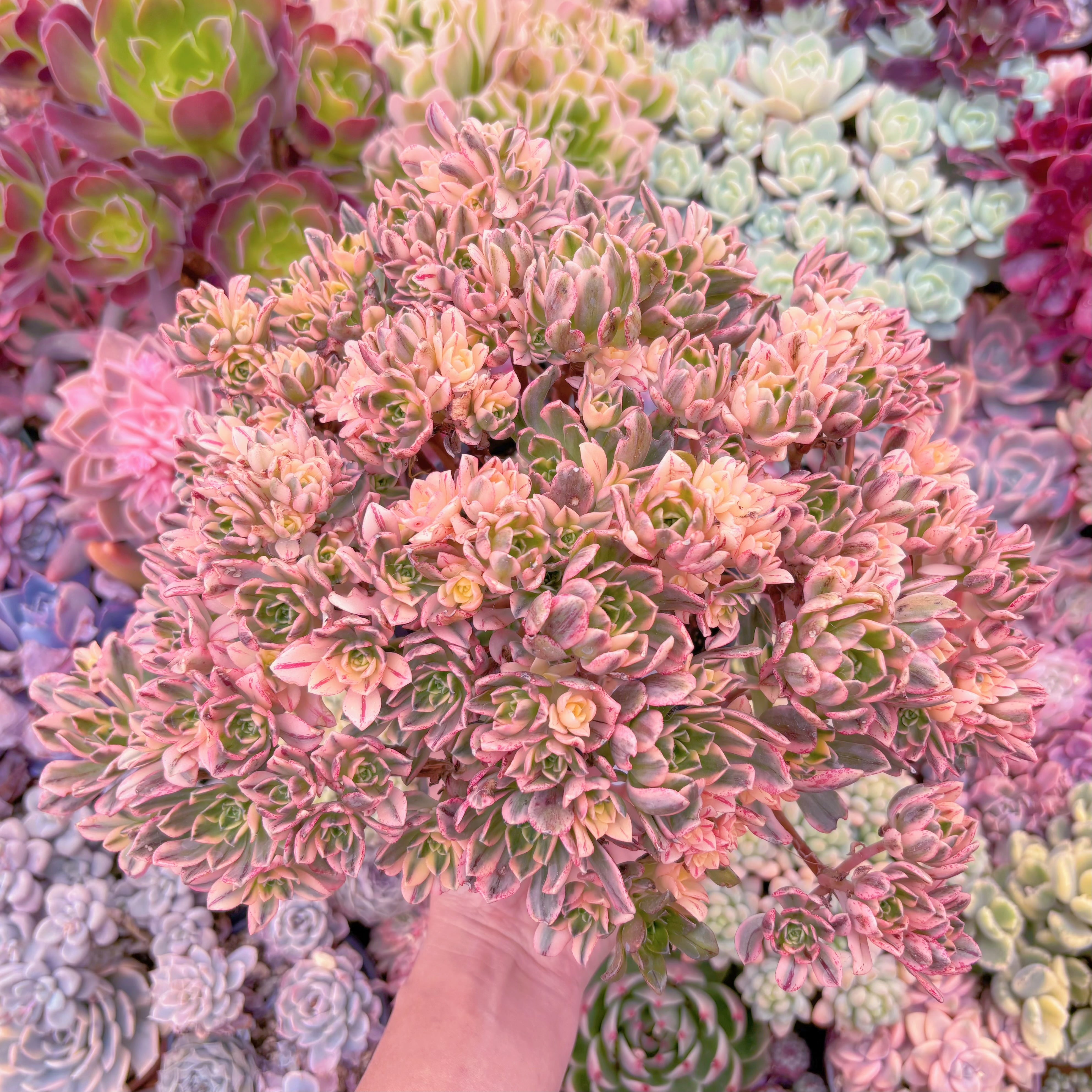 現品　sweet tea#729　特特大群生　るる農園