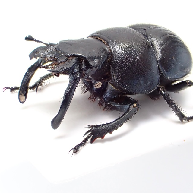 タジキスタン産 Lethrus vachshianus ♂♀ 21mm/18mm XL