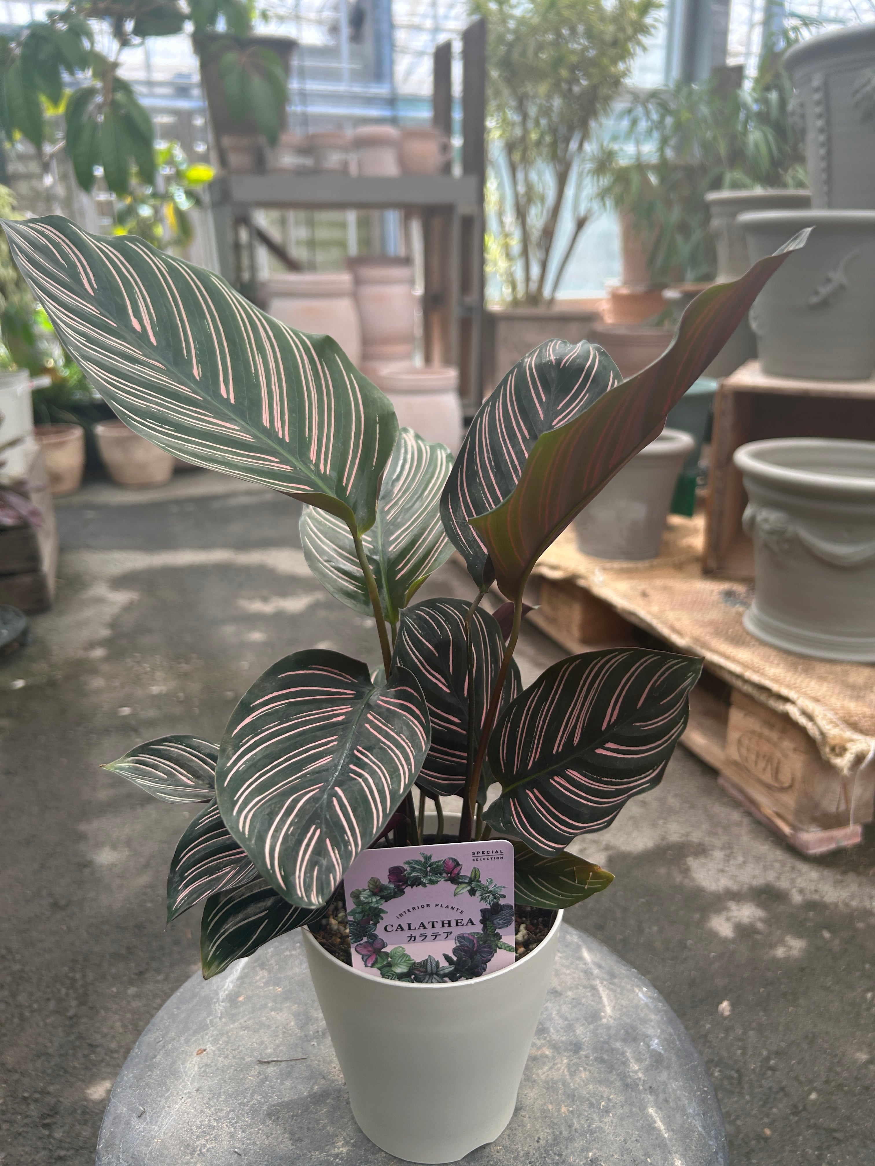 観葉植物 | オニ通