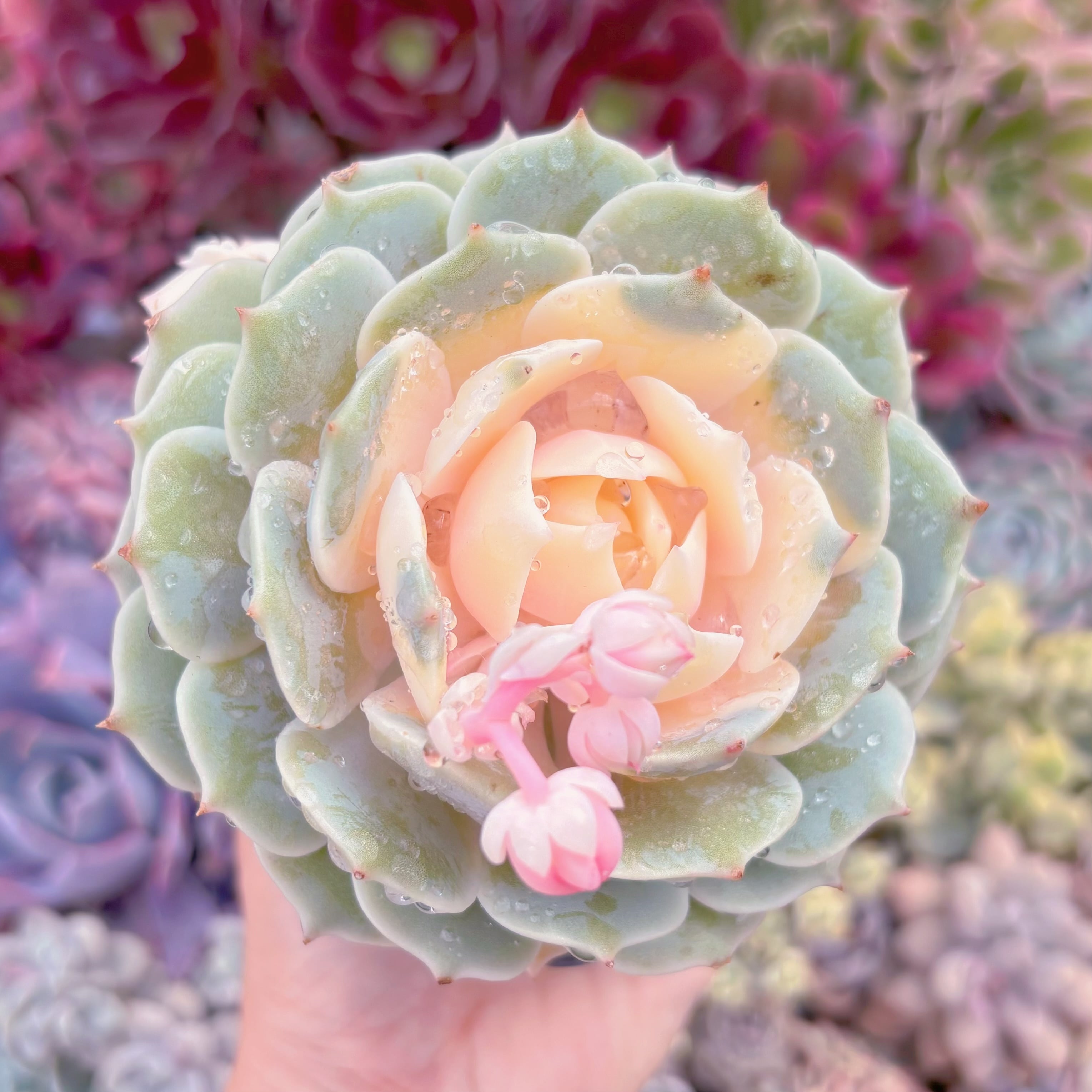 現品　ローラ錦#B62　大苗　るる農園