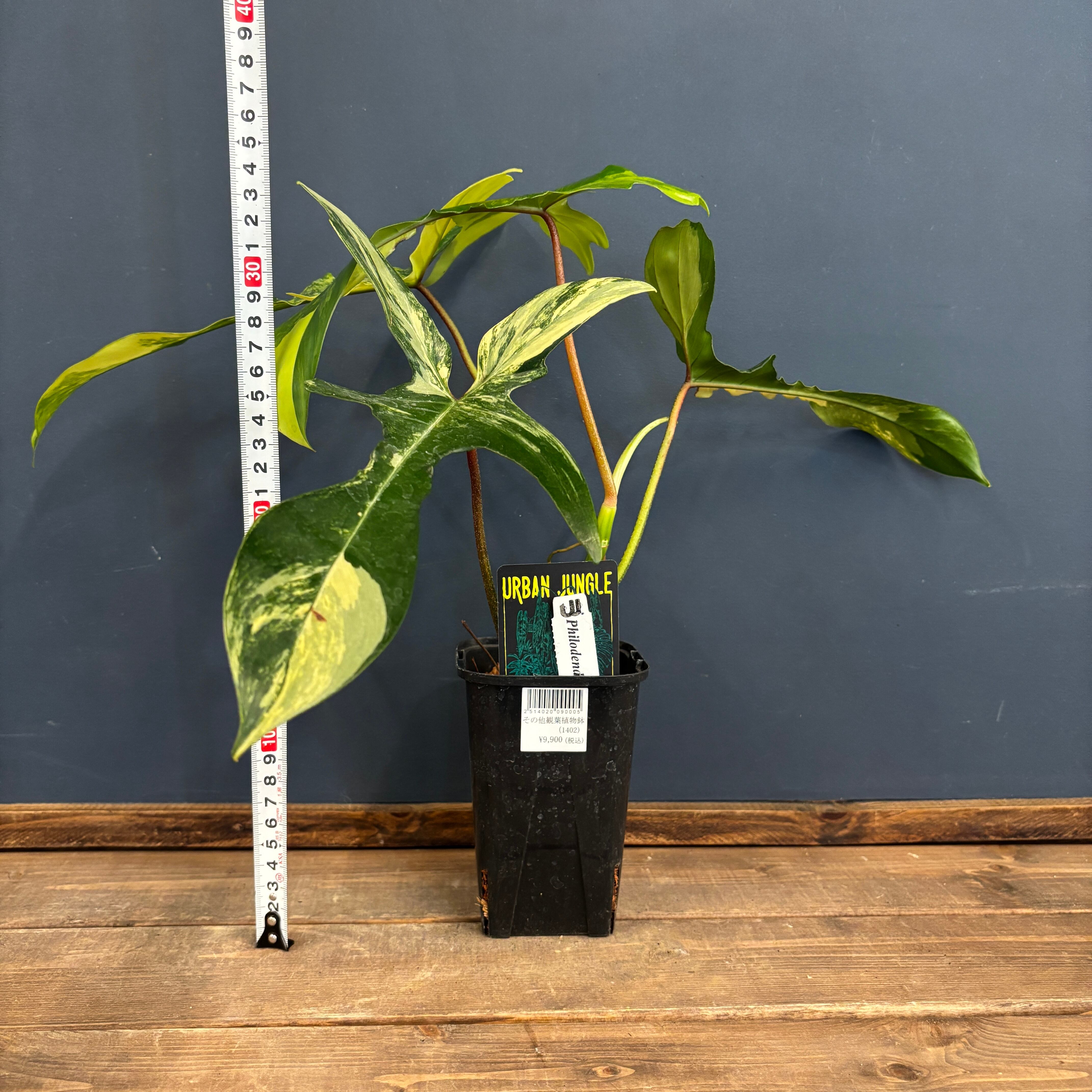 フィロデンドロン フロリダビューティー【119】 | PROTOLEAF