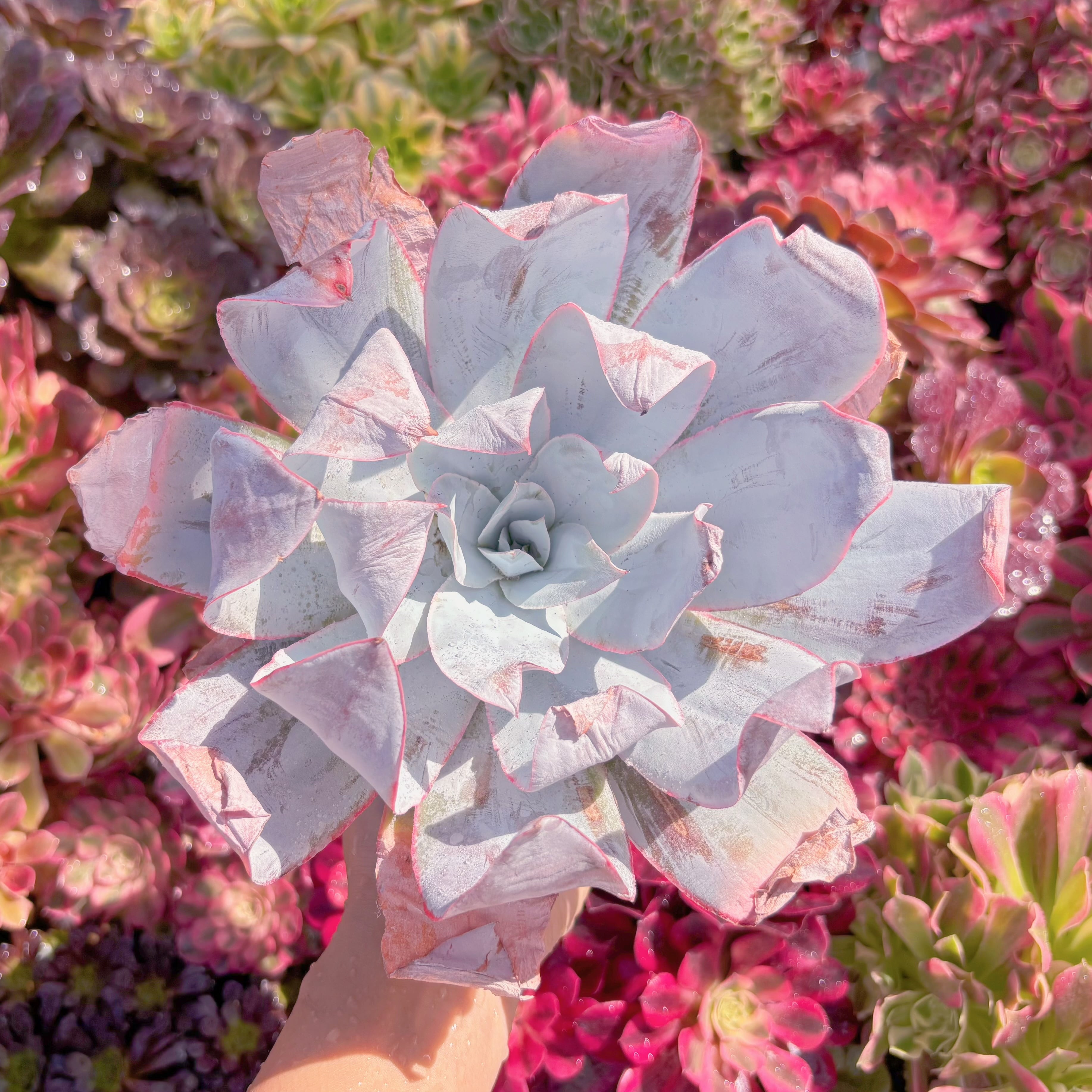 現品　カンテ#A071　特大苗　新入荷　るる農園