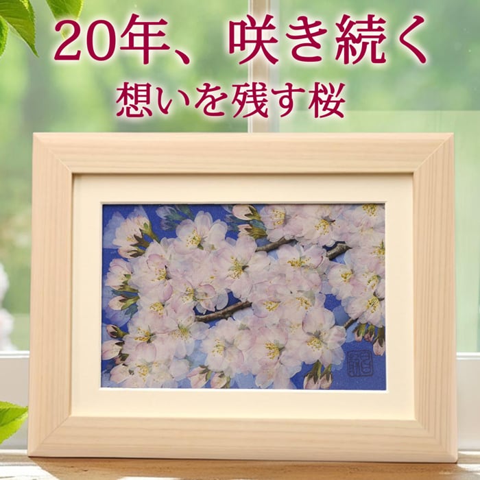 本物のお花の押し花アート｜桜（ソメイヨシノ）フレームギフト | 庄村
