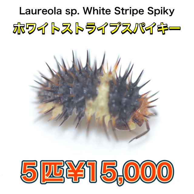アイボリースパイキーダンゴムシ 5匹セット | 昆虫ショップ BUG FOREST 
