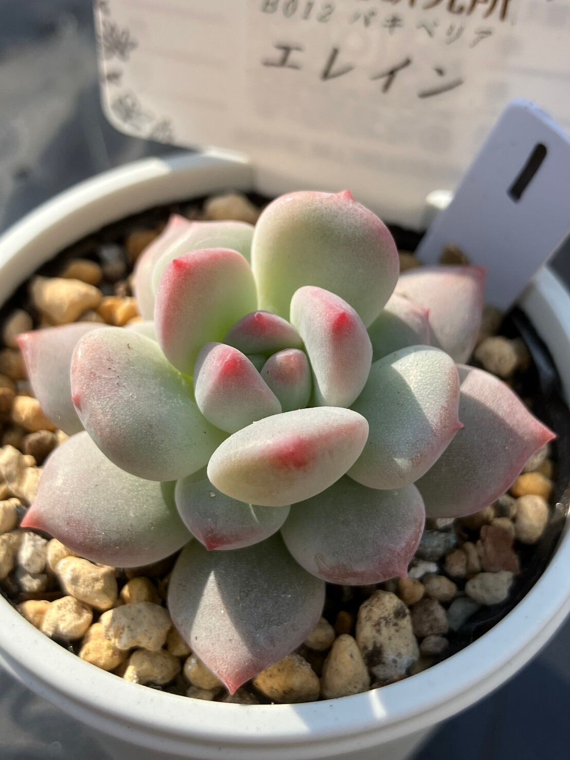 現物商品】elegans La Paz エレガンス ラパス 個数制限あり ① | 多肉