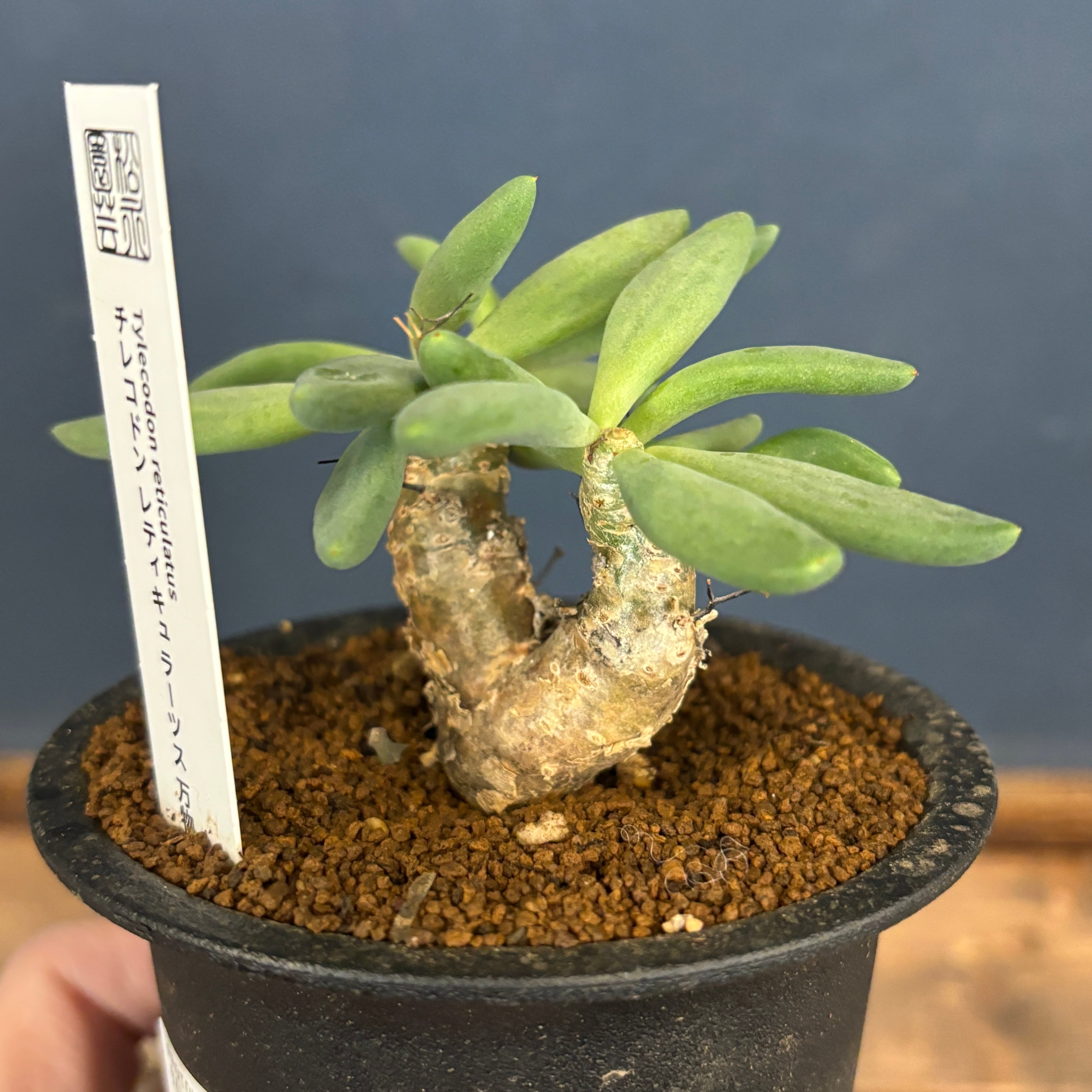 チレコドン レティキュラータス 万物想【637】 | PROTOLEAF プロトリーフ