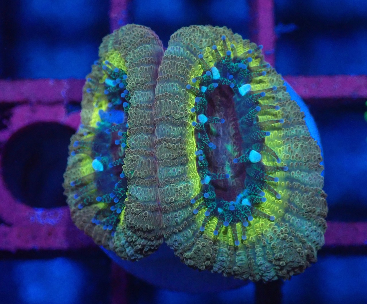 BossCollection Lordhowensis Frag 1