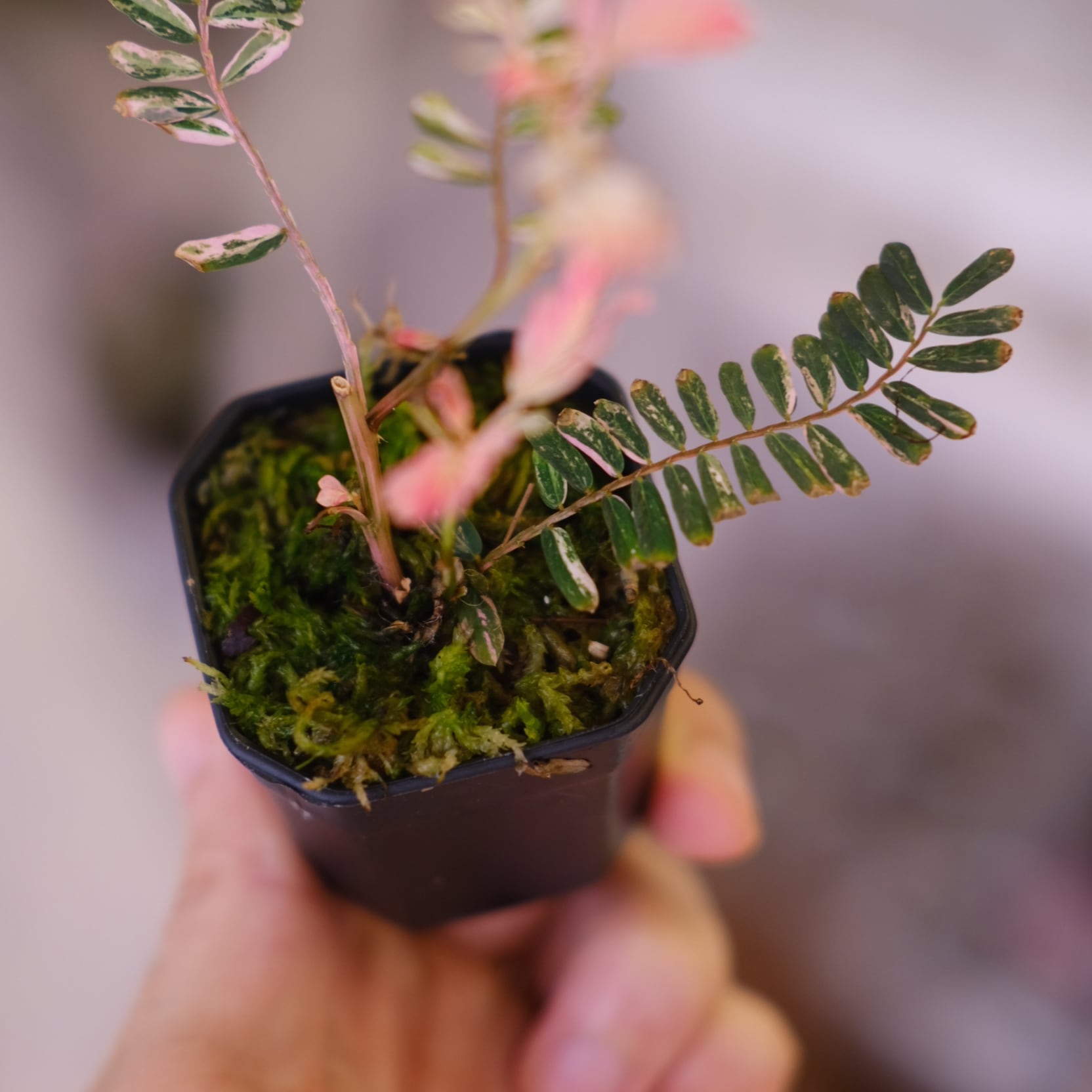 その他観葉植物 Phyllanthus urinaria 'Pink Variegated' Phyllanthus urinaria 'Pink Variegated'④ / フィランサス