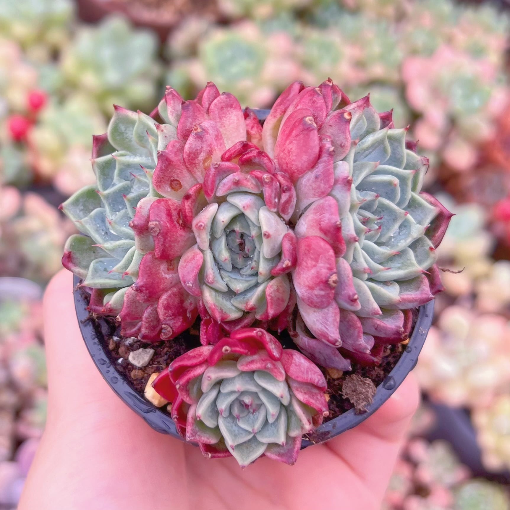 現品　沙羅姫牡丹sp#757　るる農園