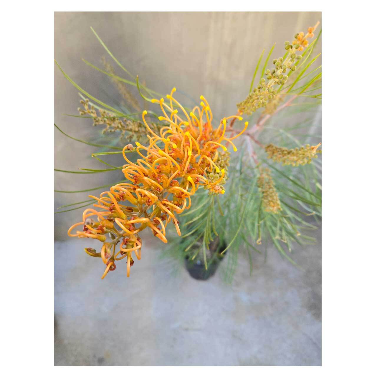グレビレア　リトルハニー　希少2 Grevillea 'Little Honey' | Seeding