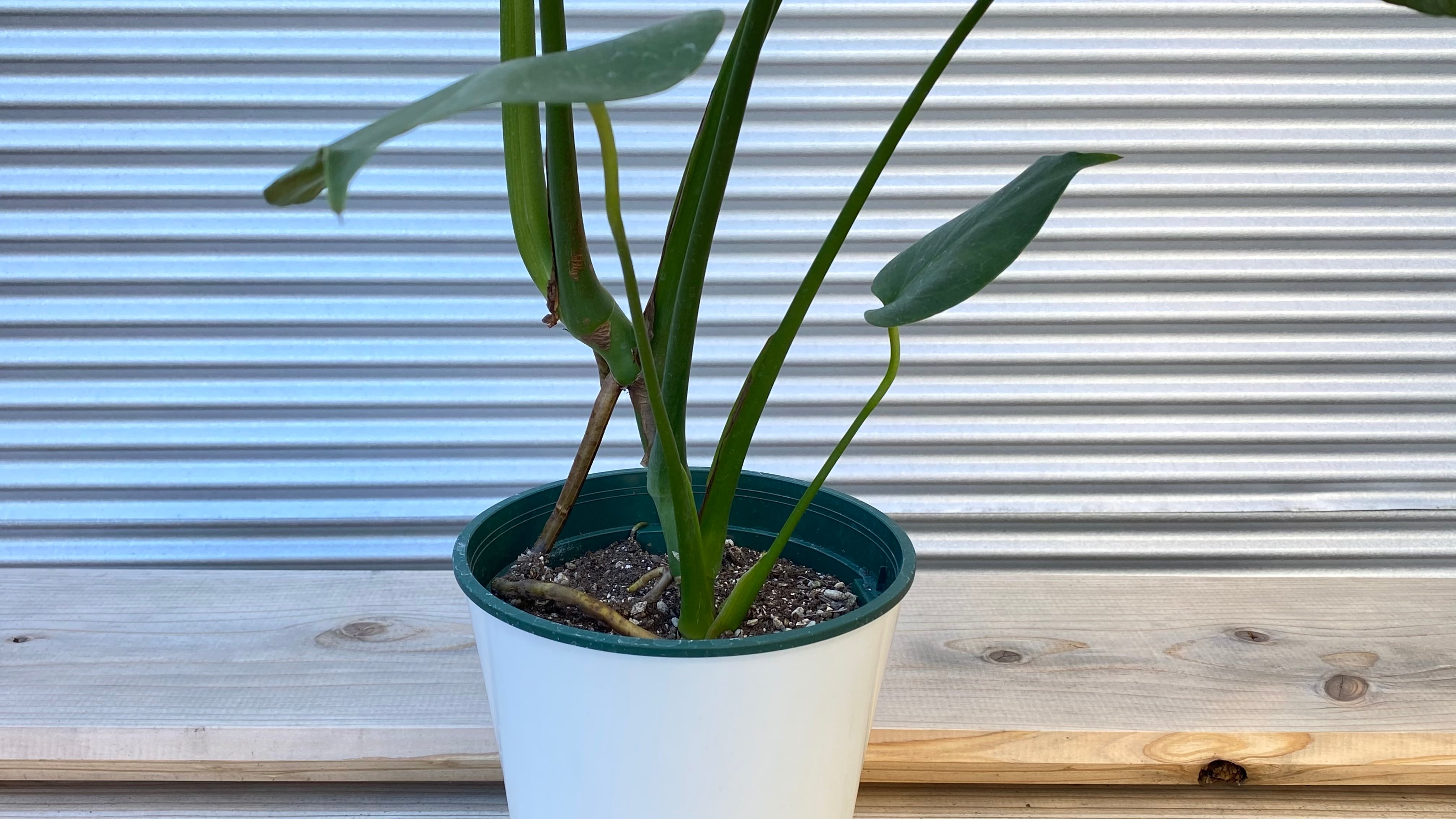 観葉植物】モンステラ アダンソニー 6号鉢 | 観葉植物専門店 PLANTS