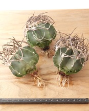 一部発根済カット苗 水牛大鳳玉 M Astrophytum capricorne var.crassispinum 'Suigyu'